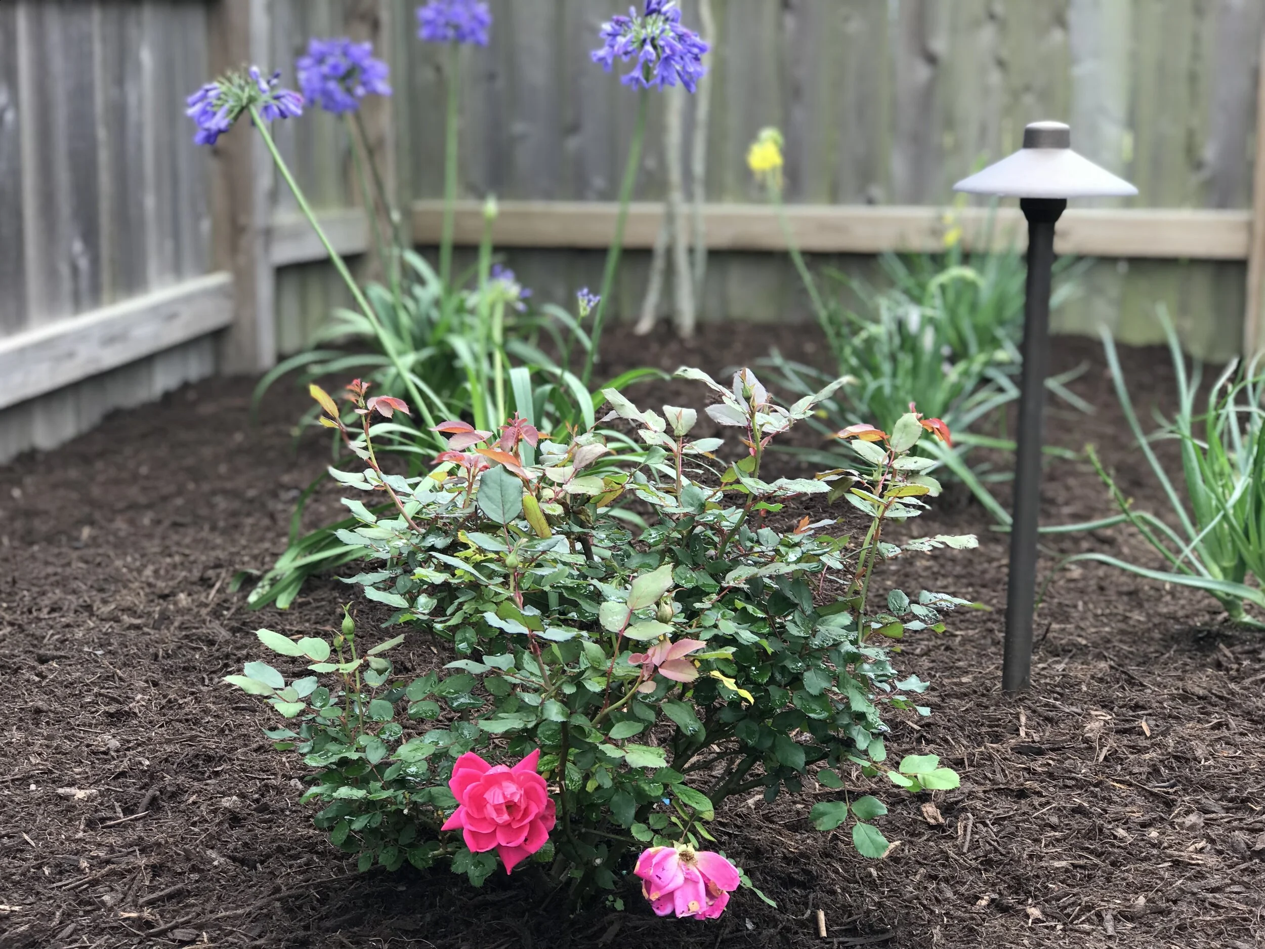 Services — Design + Irrigation + Lighting