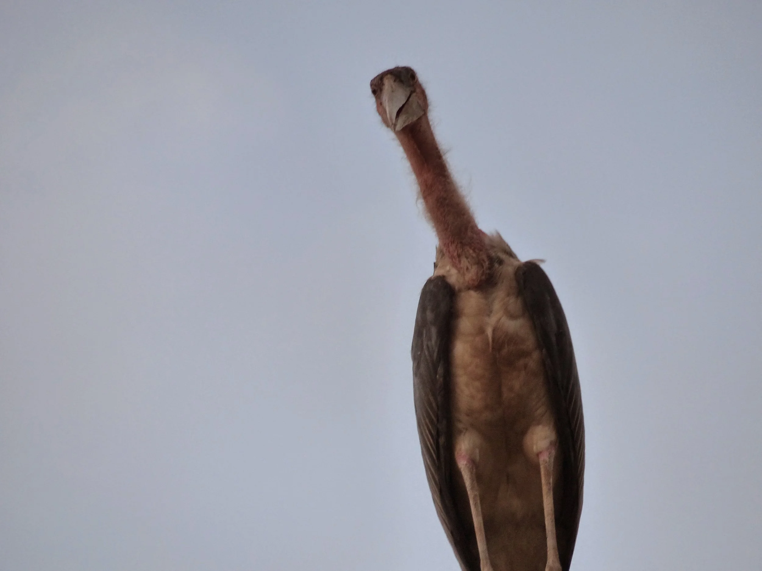 We had some run-ins with birds on this trip. This is the Marabou Stork that we caught a close up of on our way out of the NTV studios.