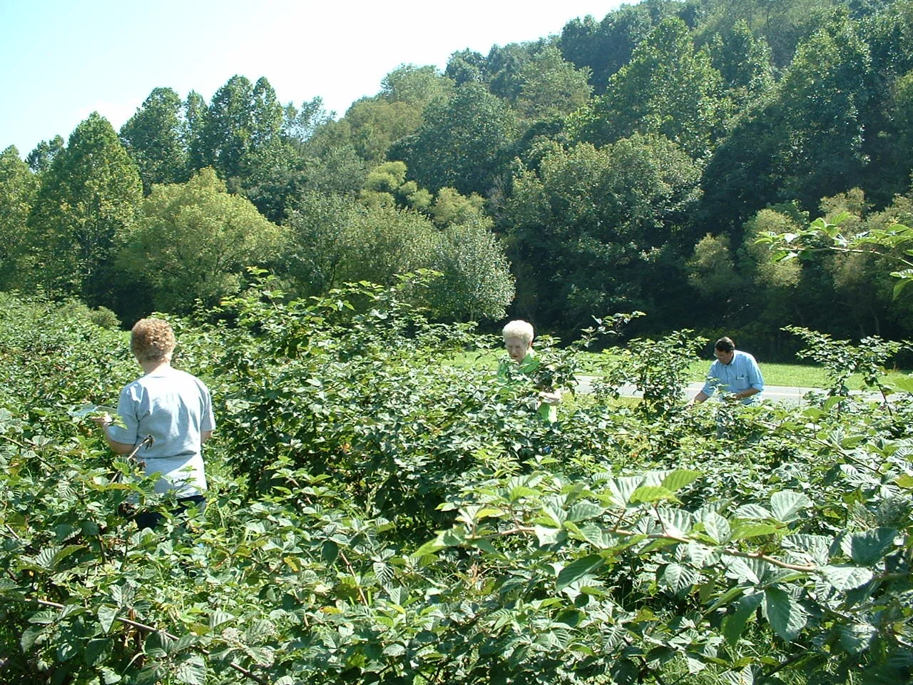 About us — West Virginia Fruit and Berry® Fruit Wine Bourbon Preserves Fruit Butters