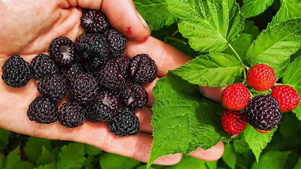 black raspberry