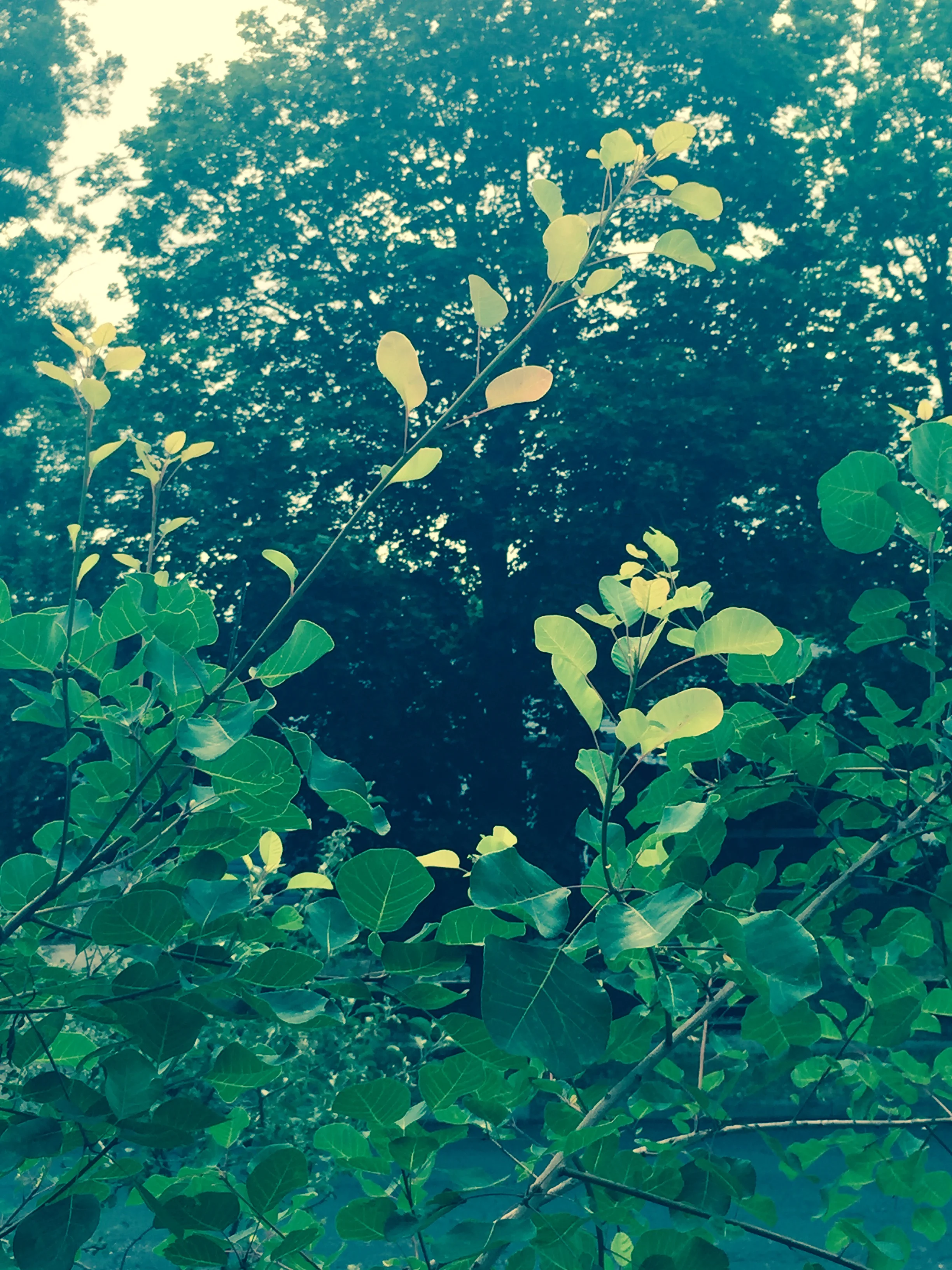 Dare to climb a tree today. 