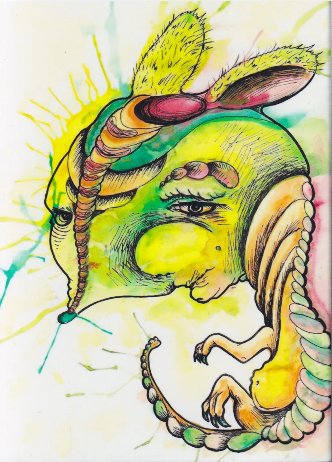 Sick Armadillo .jpeg