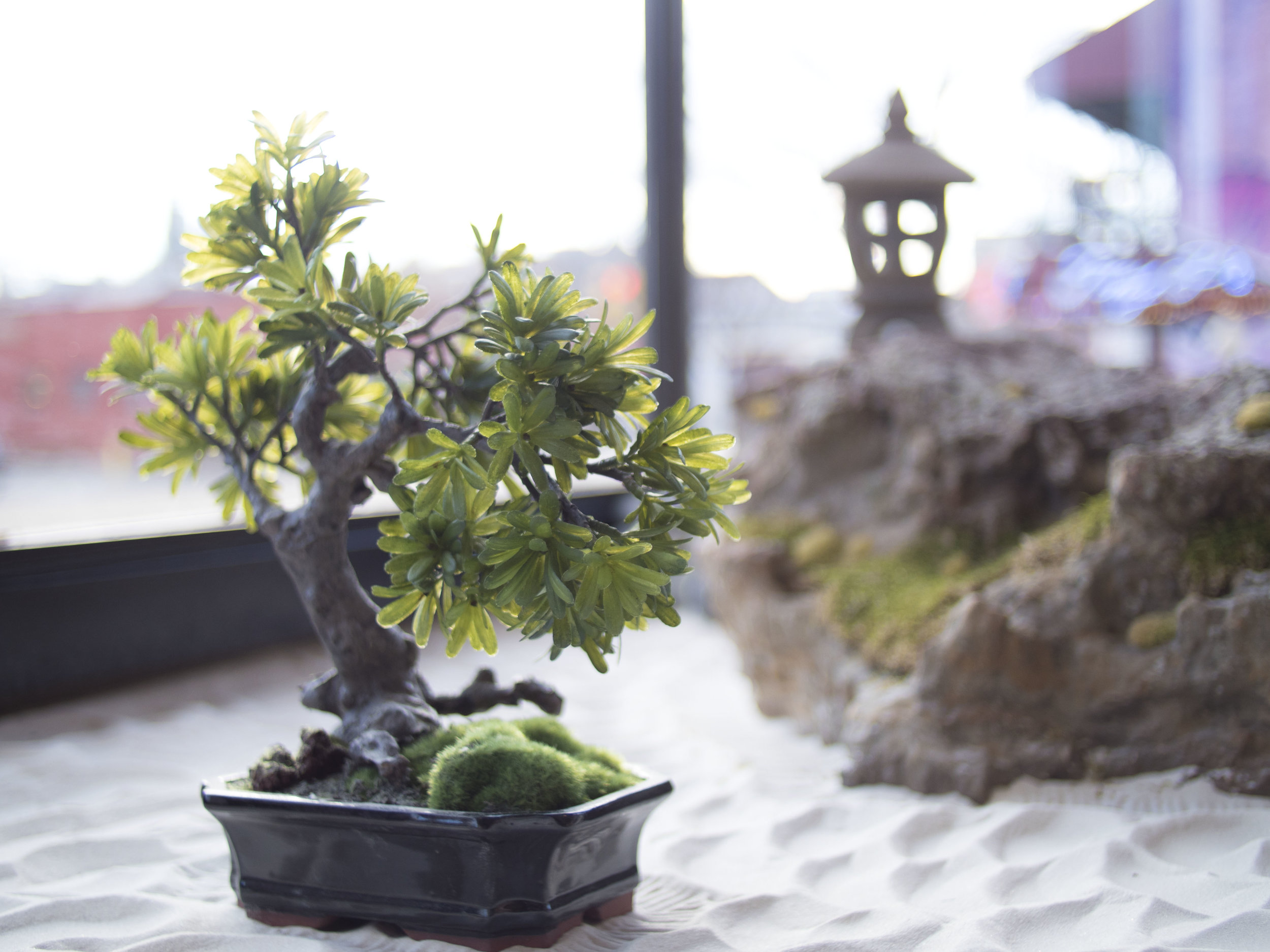 A fake bonsai tree in the sand garden at Jalan Spa