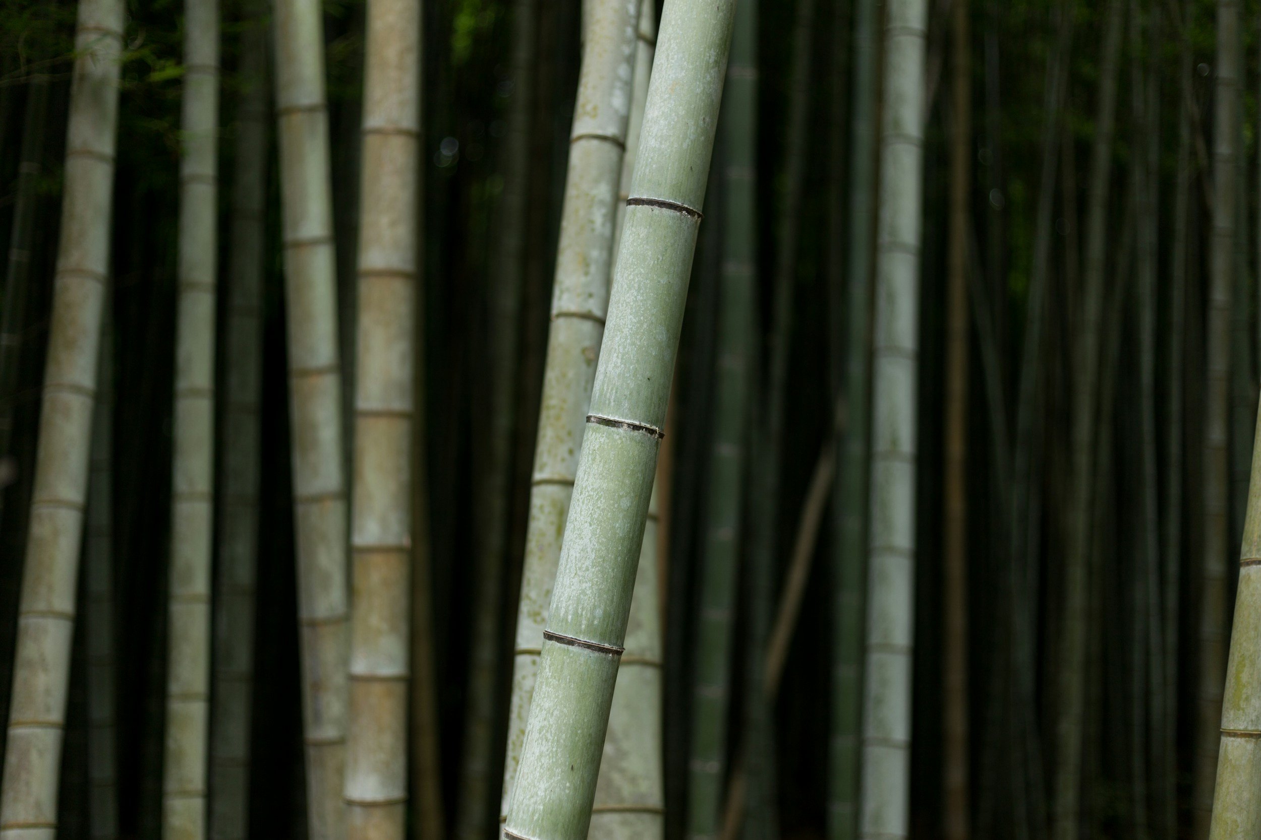 unsplash-image-jIZmcB5UIrQ.jpg