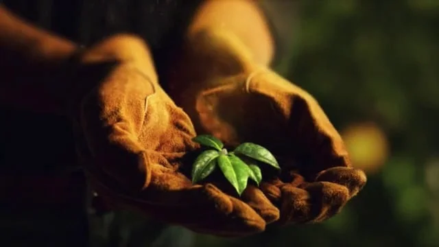 Florida's Natural Blossom