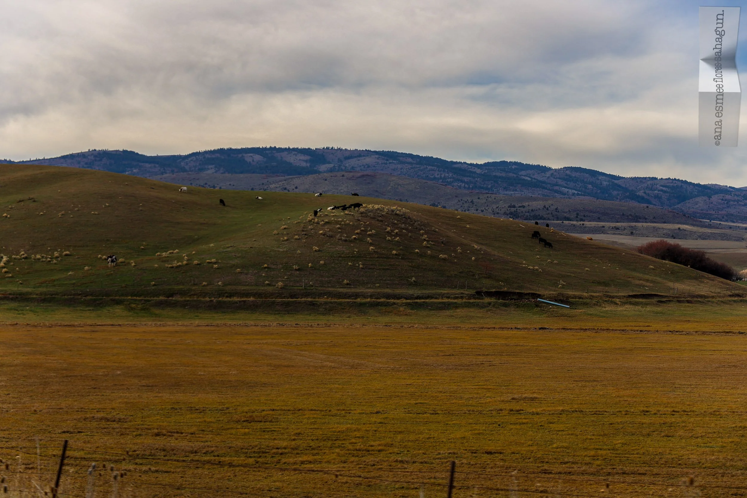 6X5A0676-2500px-2500px.jpg