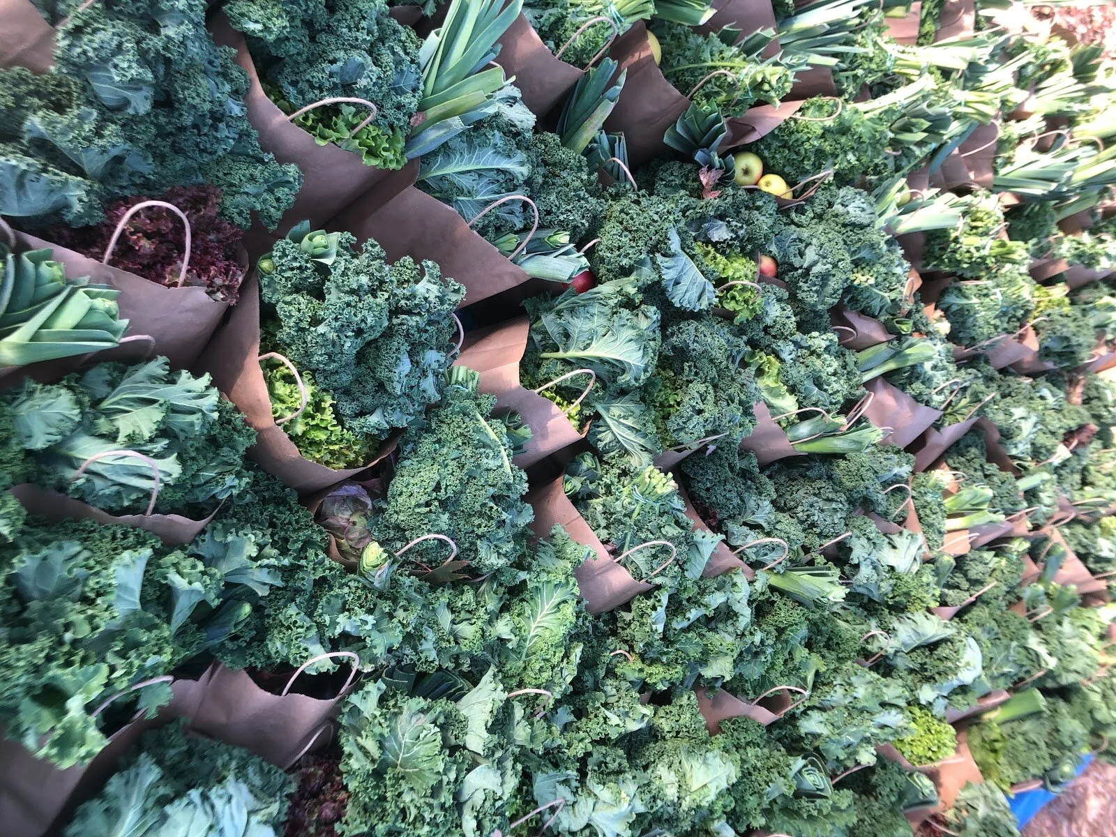 Bags of produce, ready to be distributed!