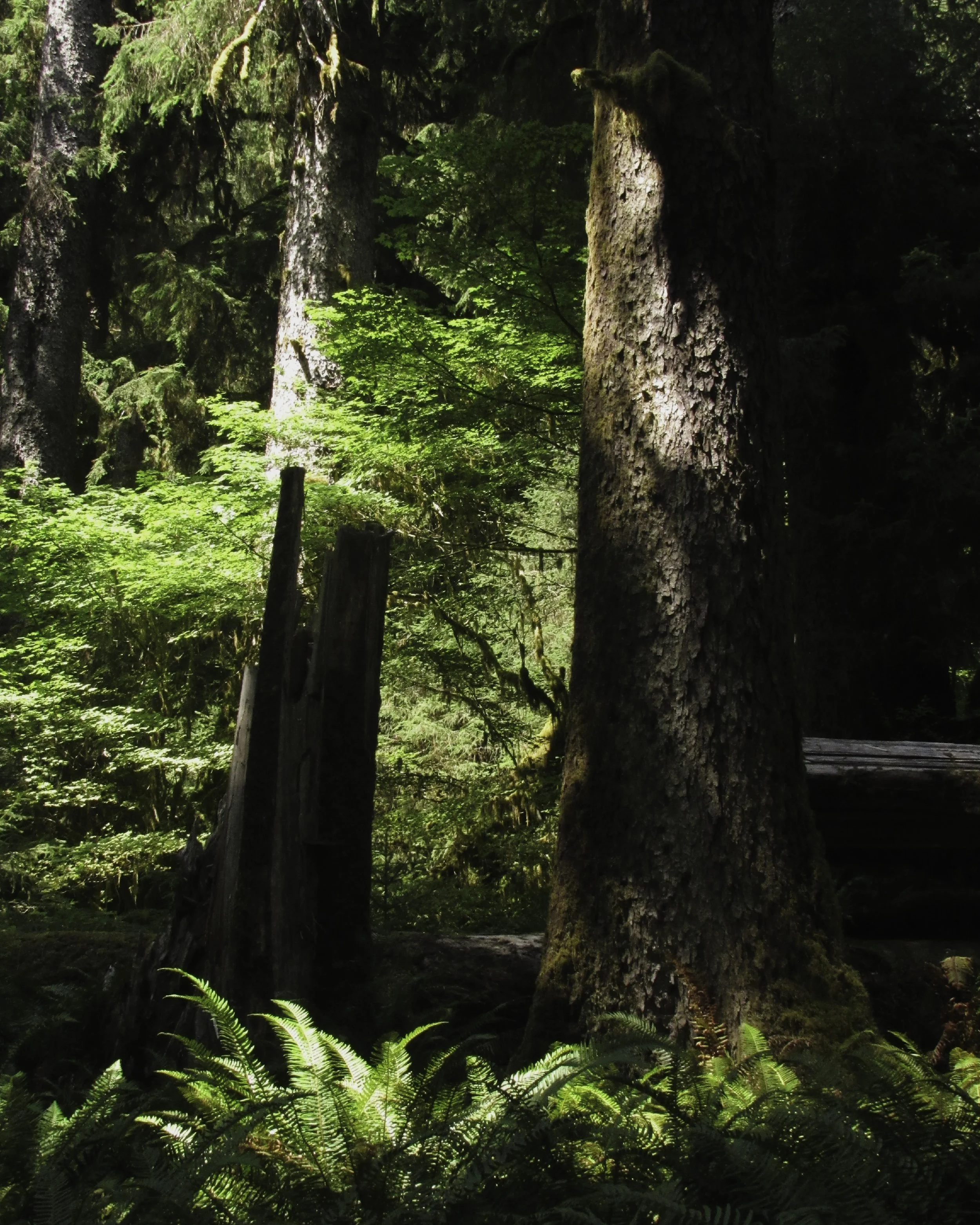 Hoh Rainforest