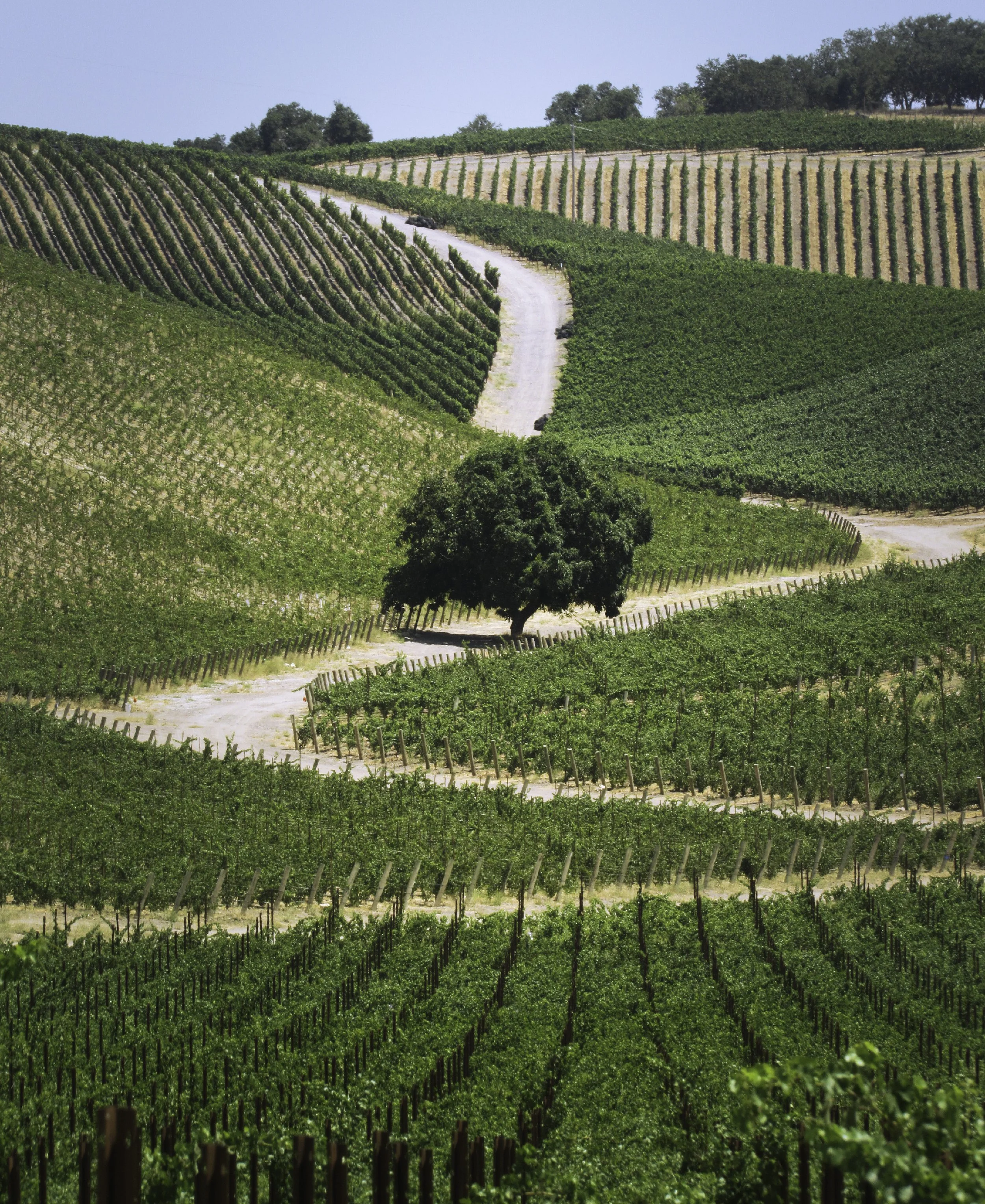 Vineyard, Adelaida Road