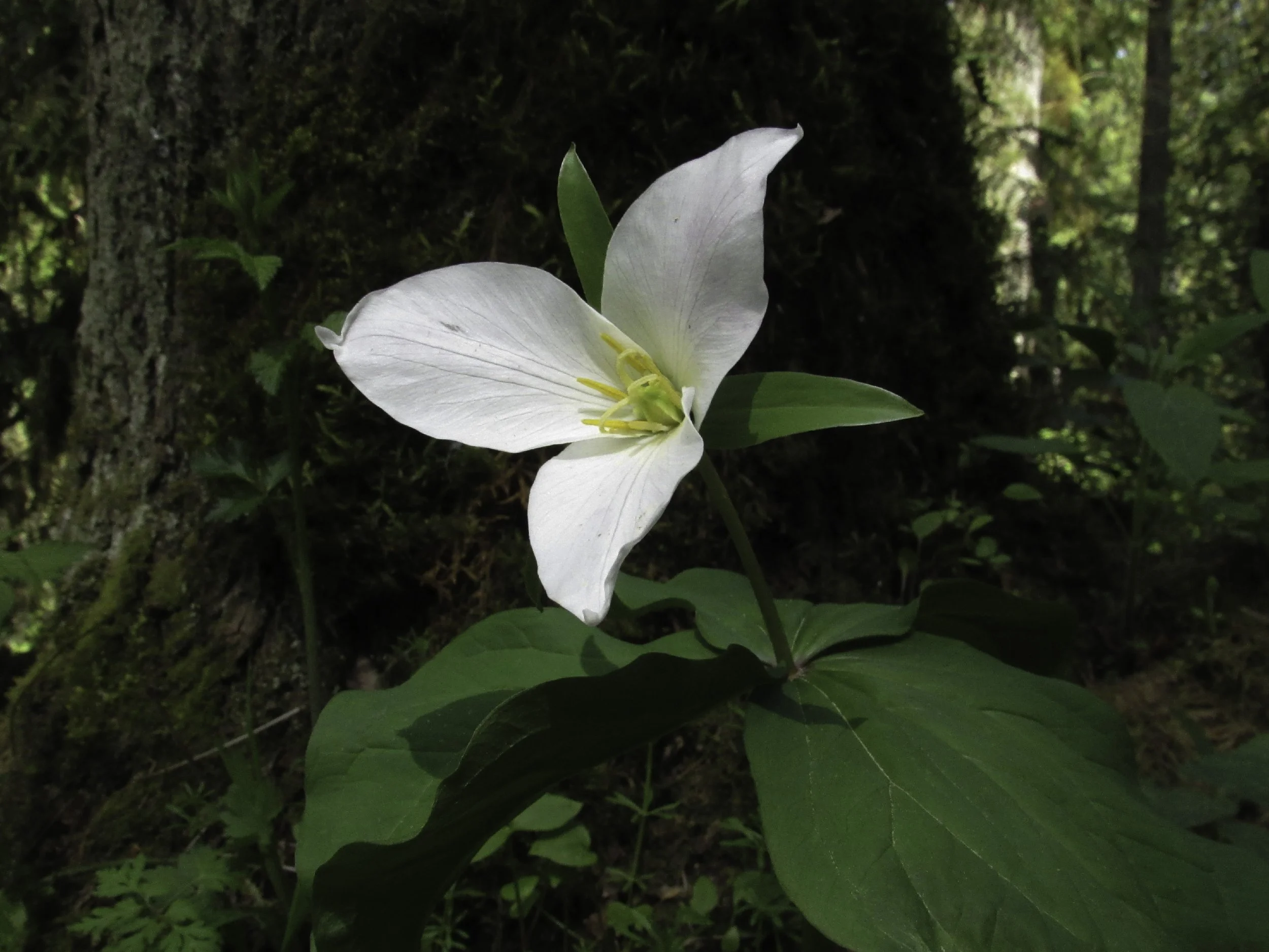 Trillium
