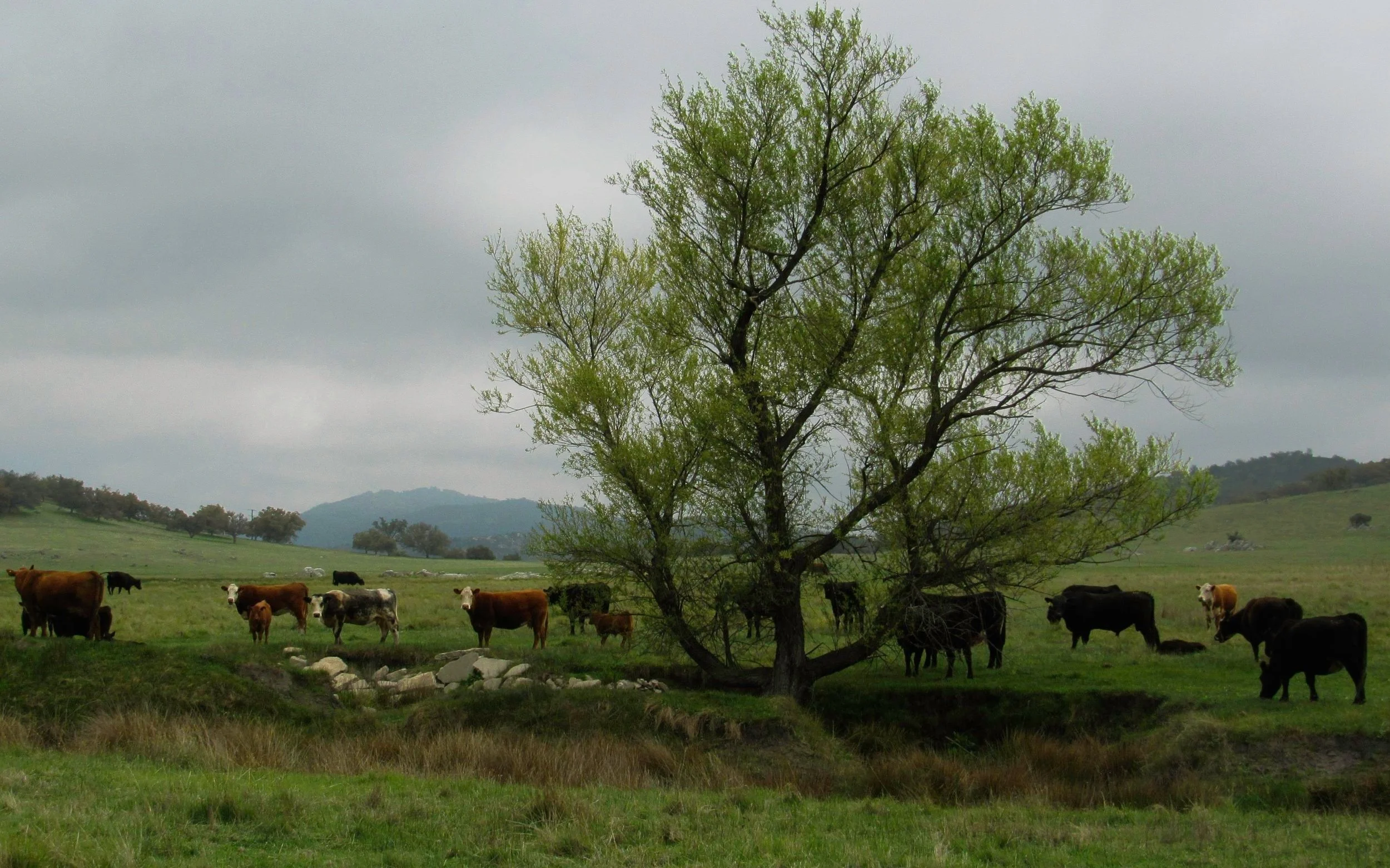 Such Remarkable Cows