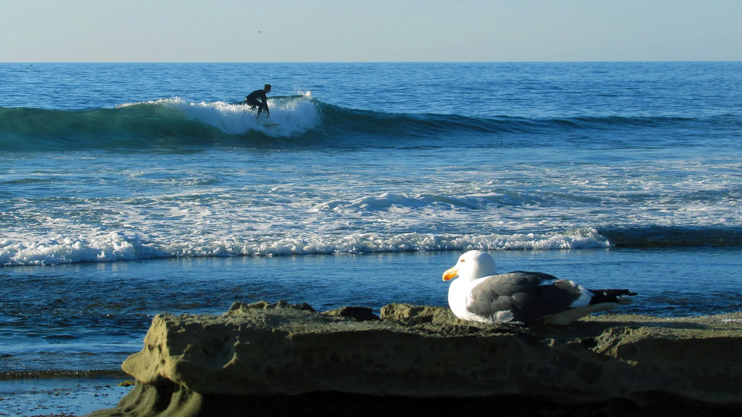 Surfin' Bird