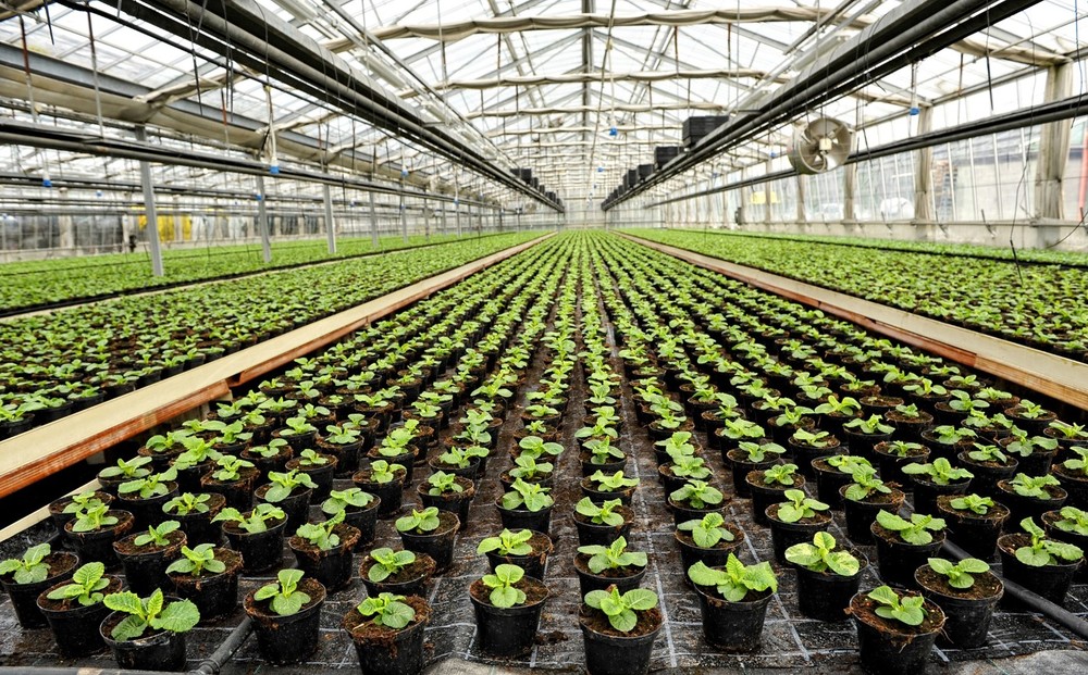 121115_Growing-Weed-the-Greenhouse-Way.jpg