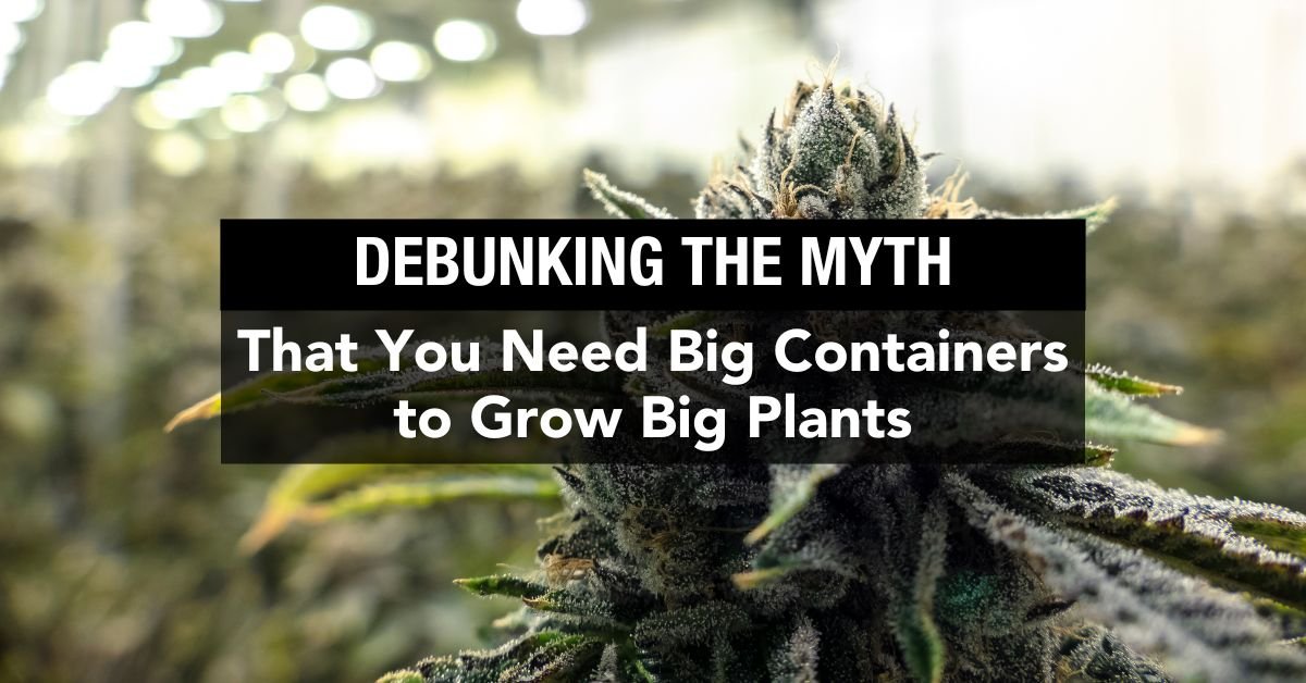 Debunking the Myth that You Need Big Containers to Grow Big Plants