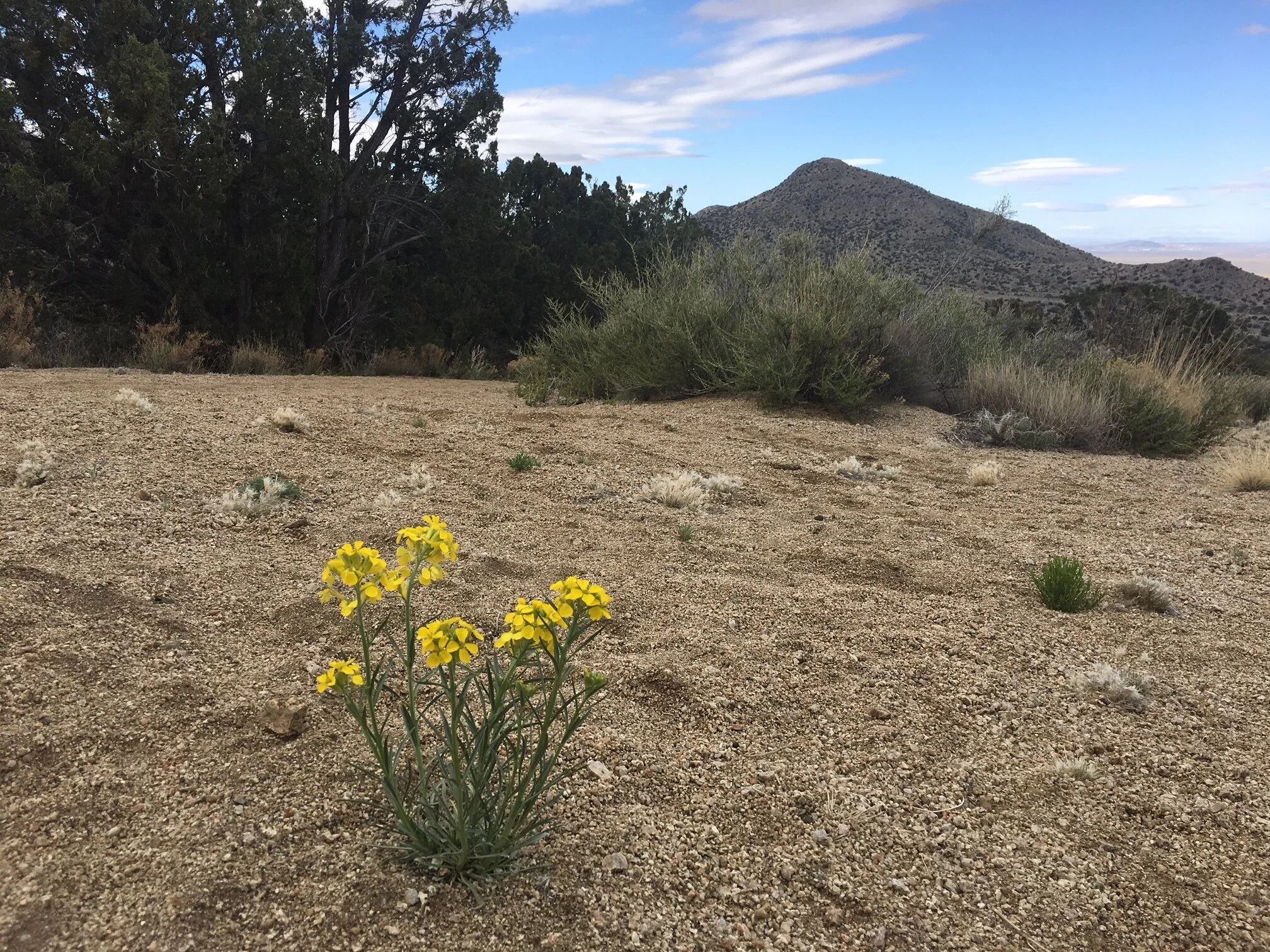 Flowers in the Desert