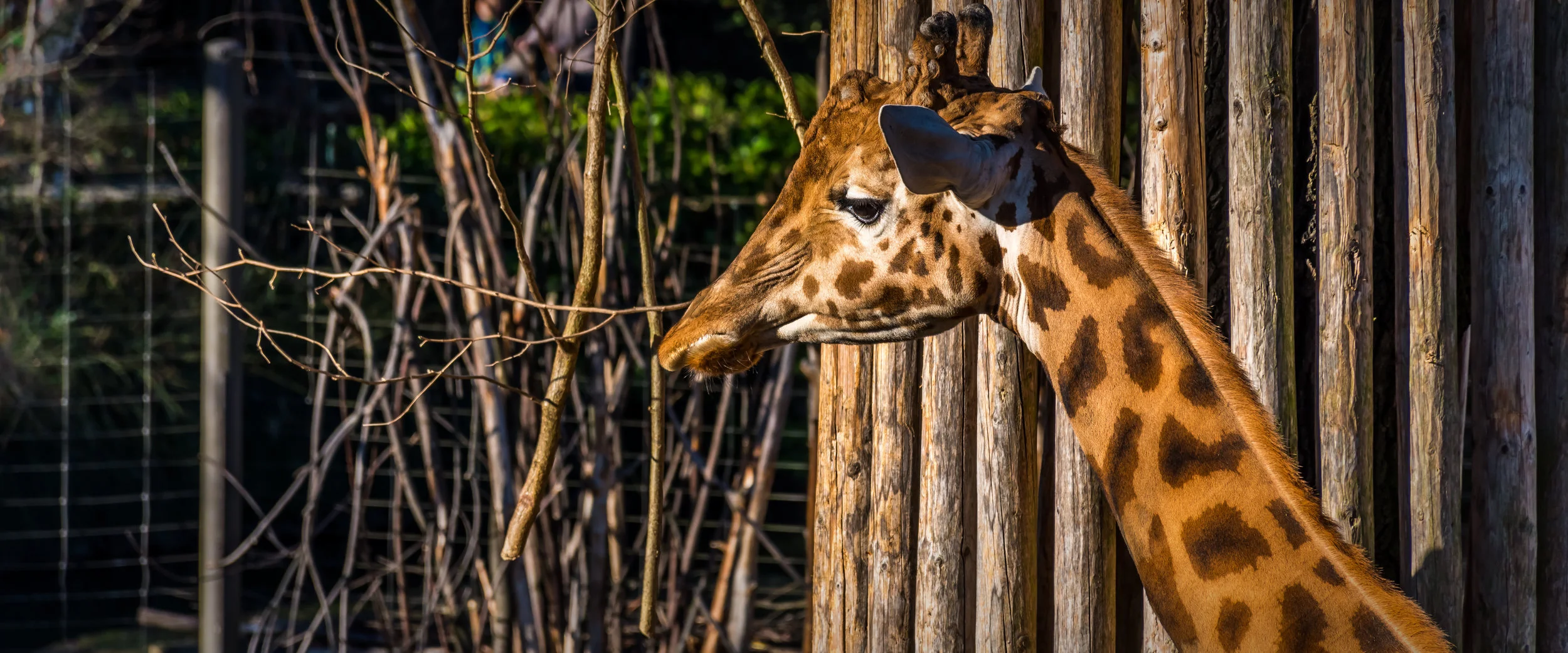 Giraffe