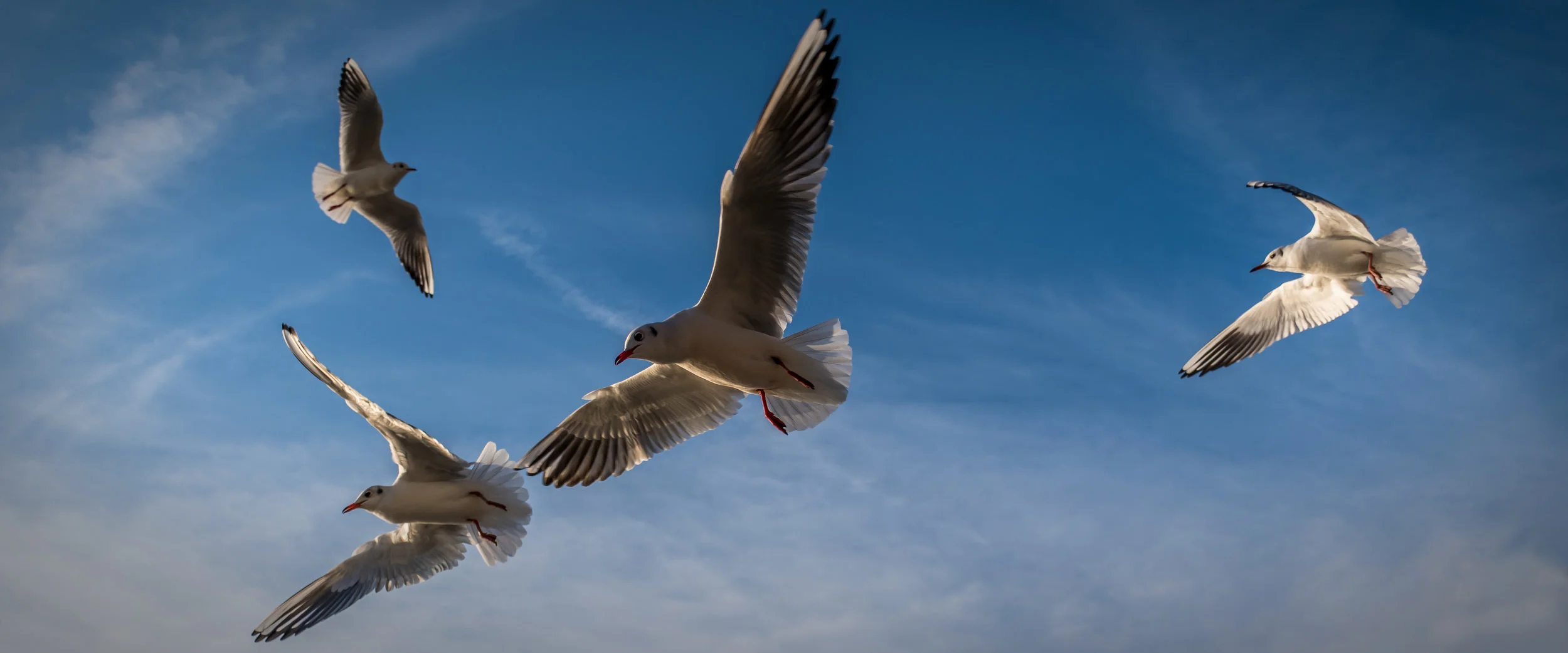 Seagulls