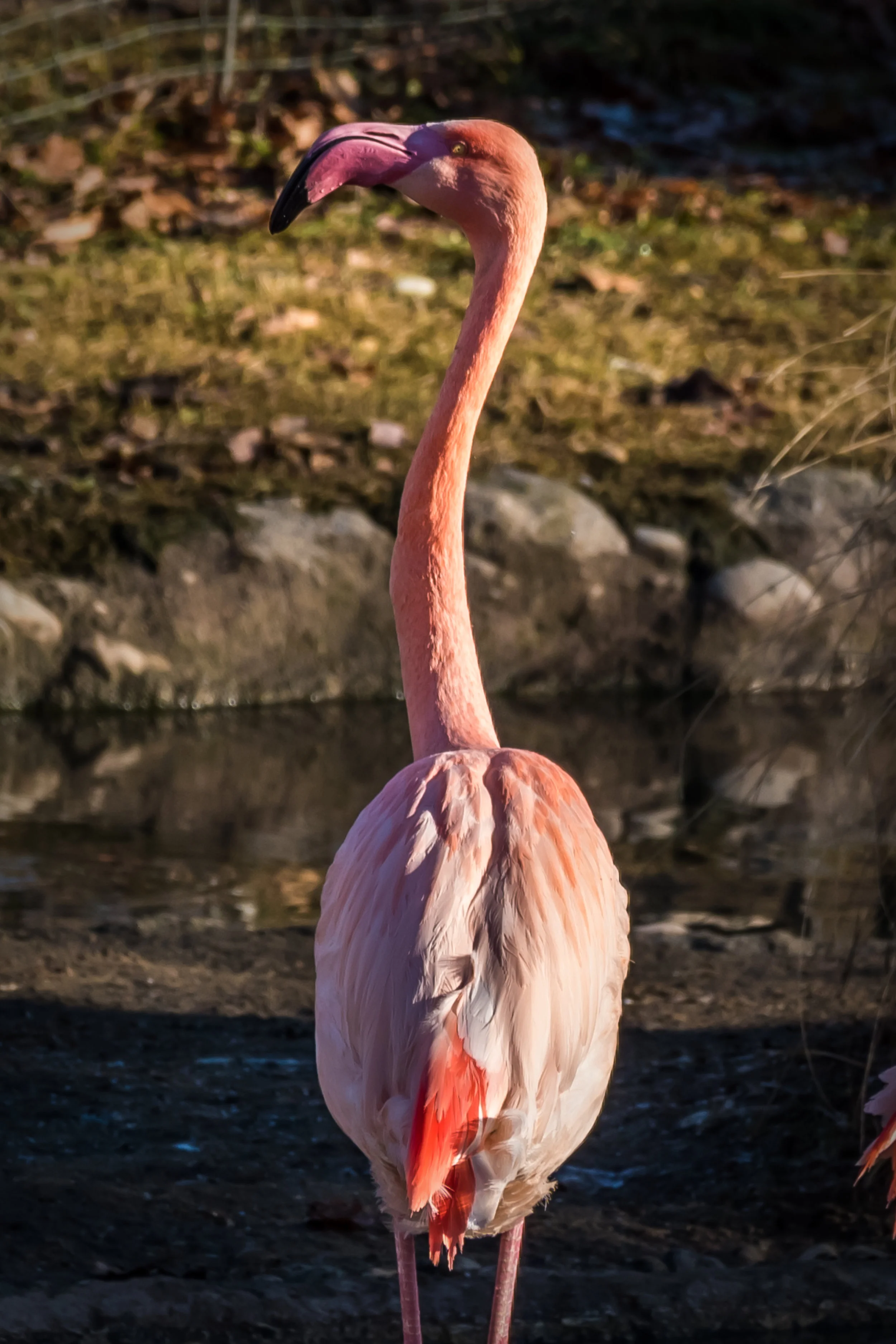 Flamingo
