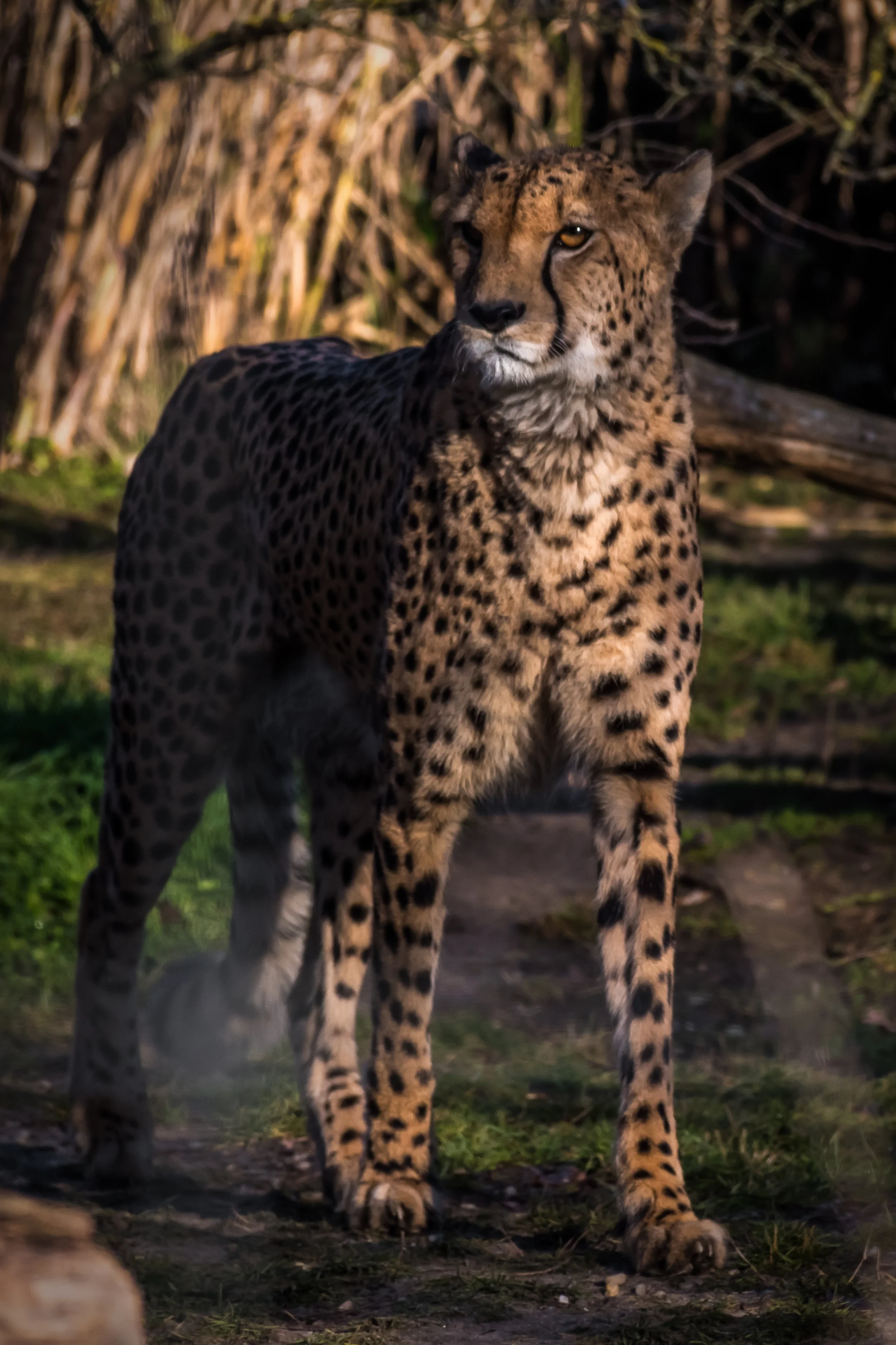 Cheetah