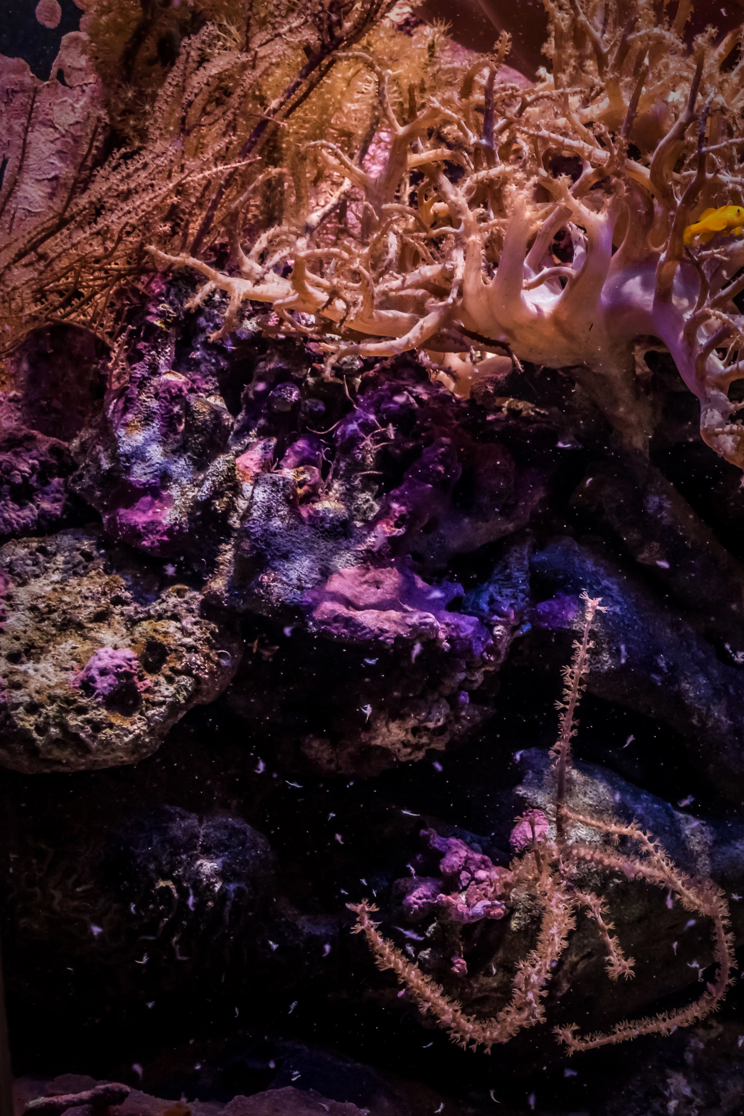 Deep water corals