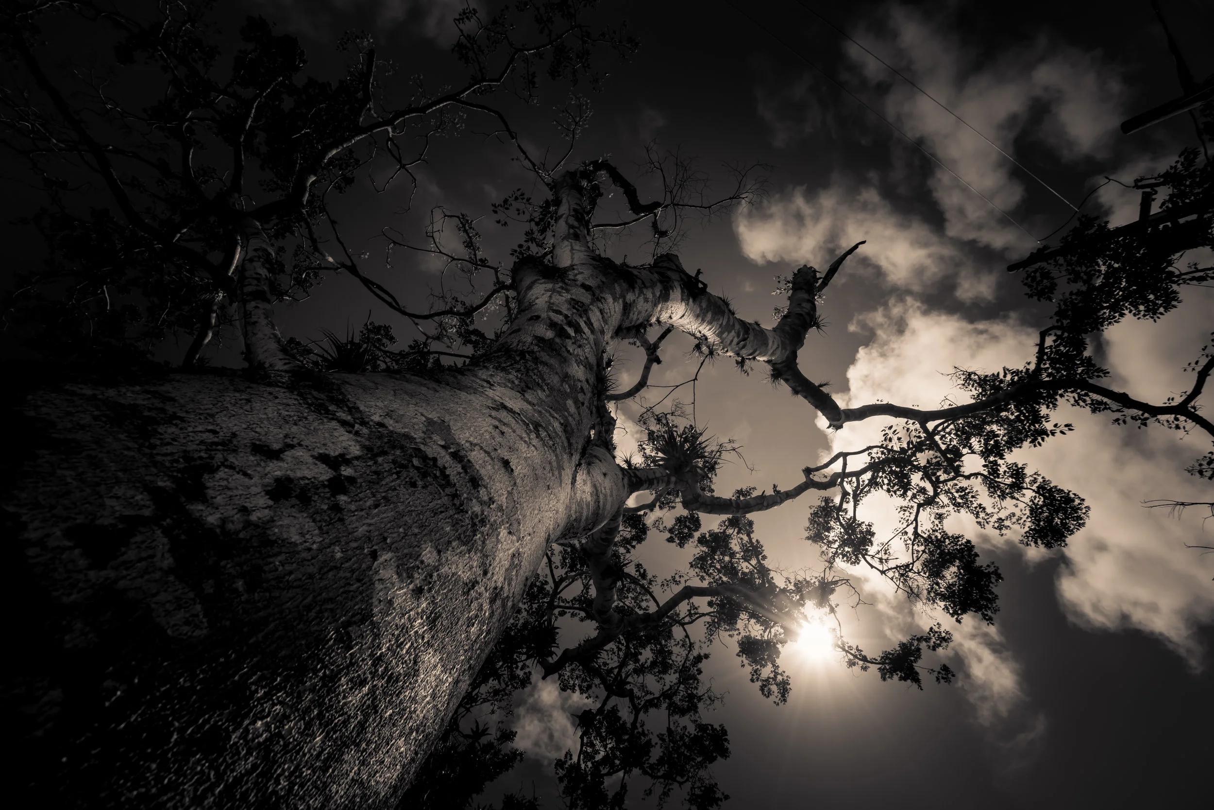 0013_Dead Tree.jpg