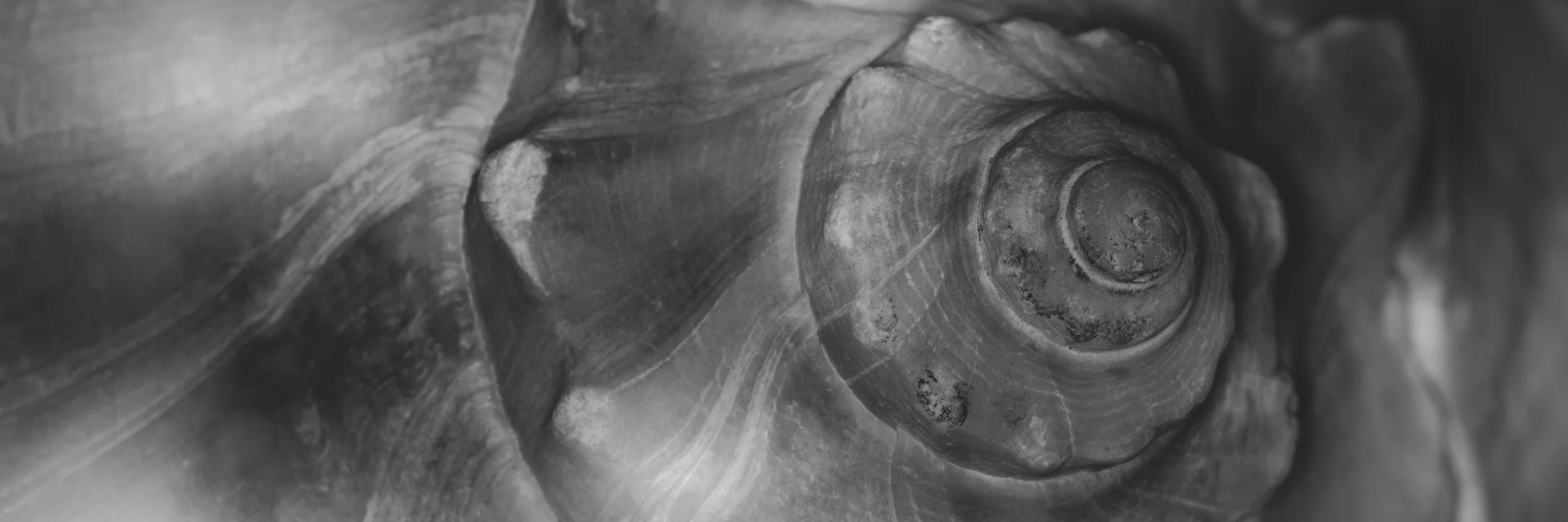 0001 Golden Ratio.jpg