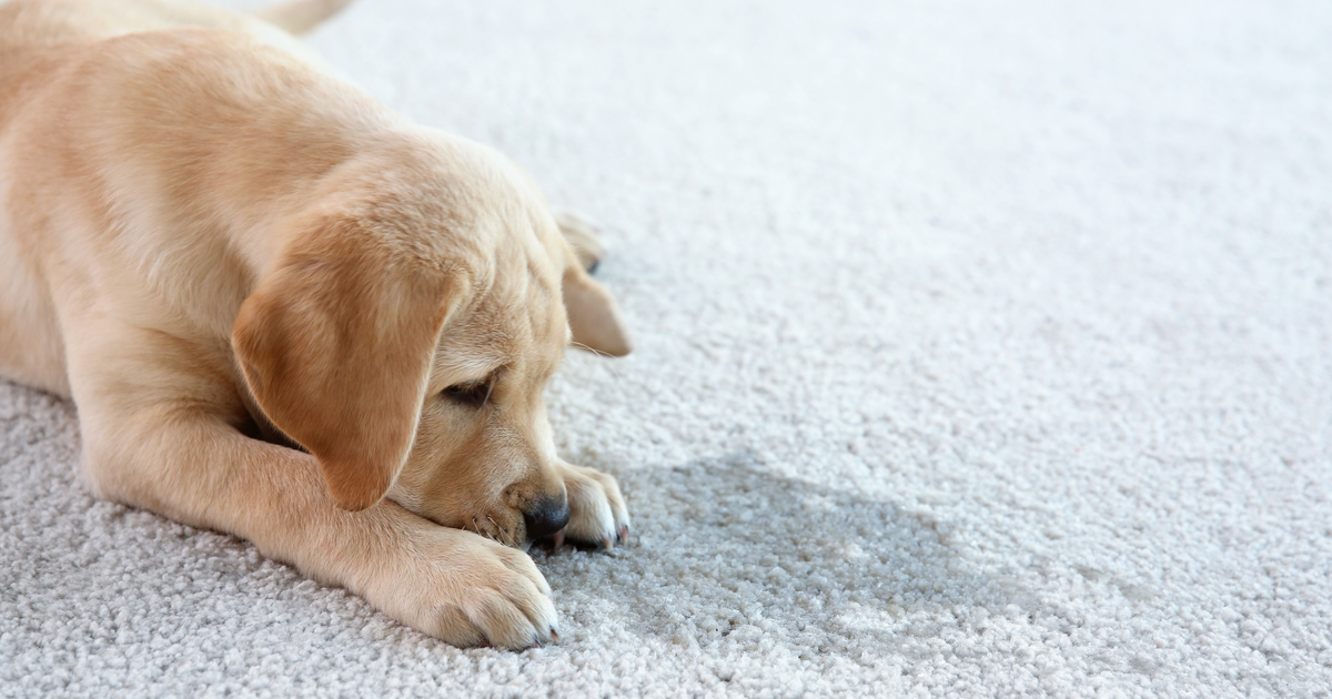 How to Remove Impossible Stains From Carpet or Upholstery
