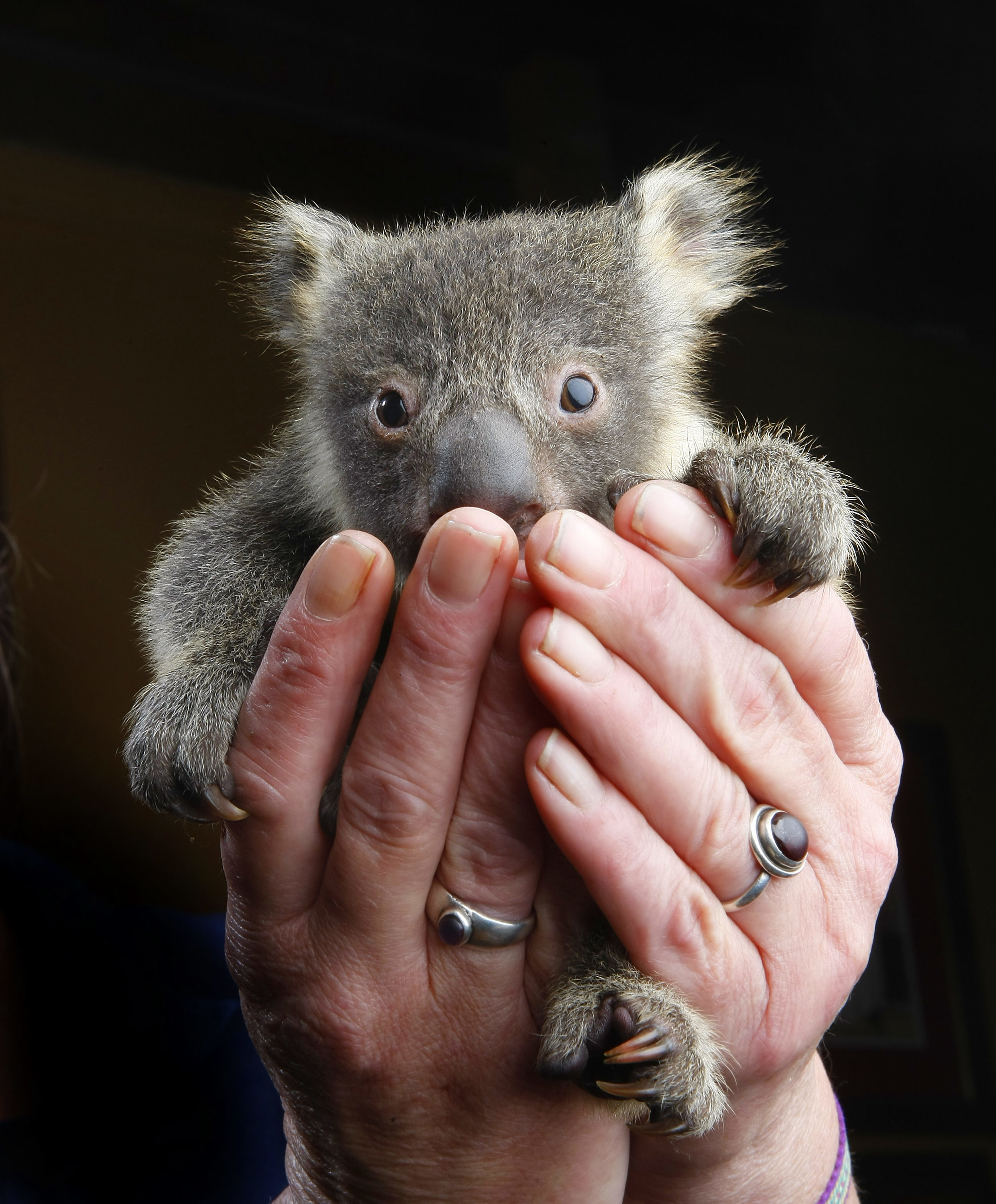 CHP_Export_3345503_Rommy the koala joey is in the care of Linda Healy near Woodend  as his mothe.jpg