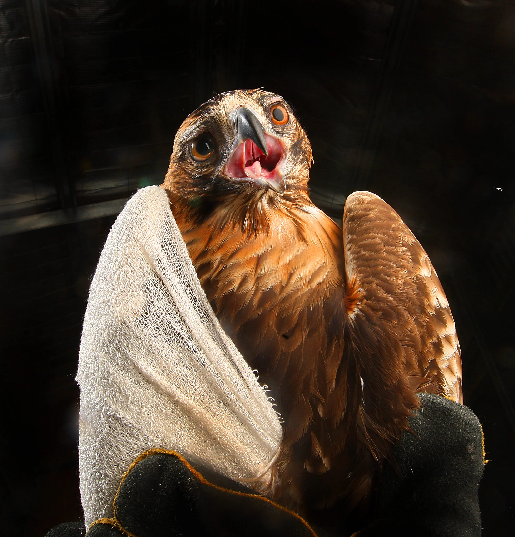 CHP_Export_3519001_Crash the injured Little Eagle at the Statewide Wildlife Rescue Emergebcy Ser.jpg