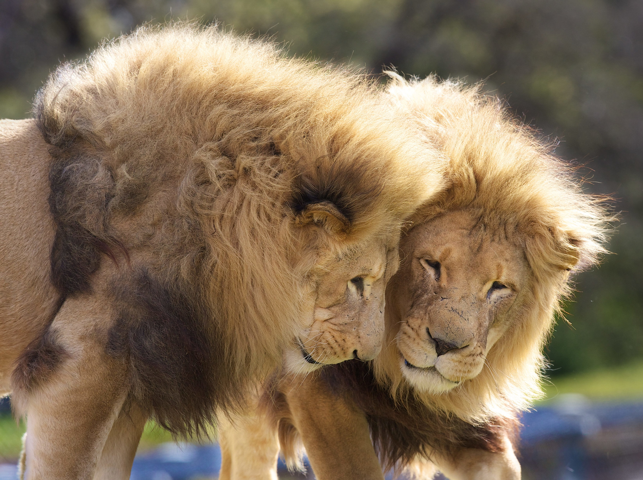 CHP_Export_10096545_Werribee Open Range Zoo Lions Tombo and Tonyl..jpg