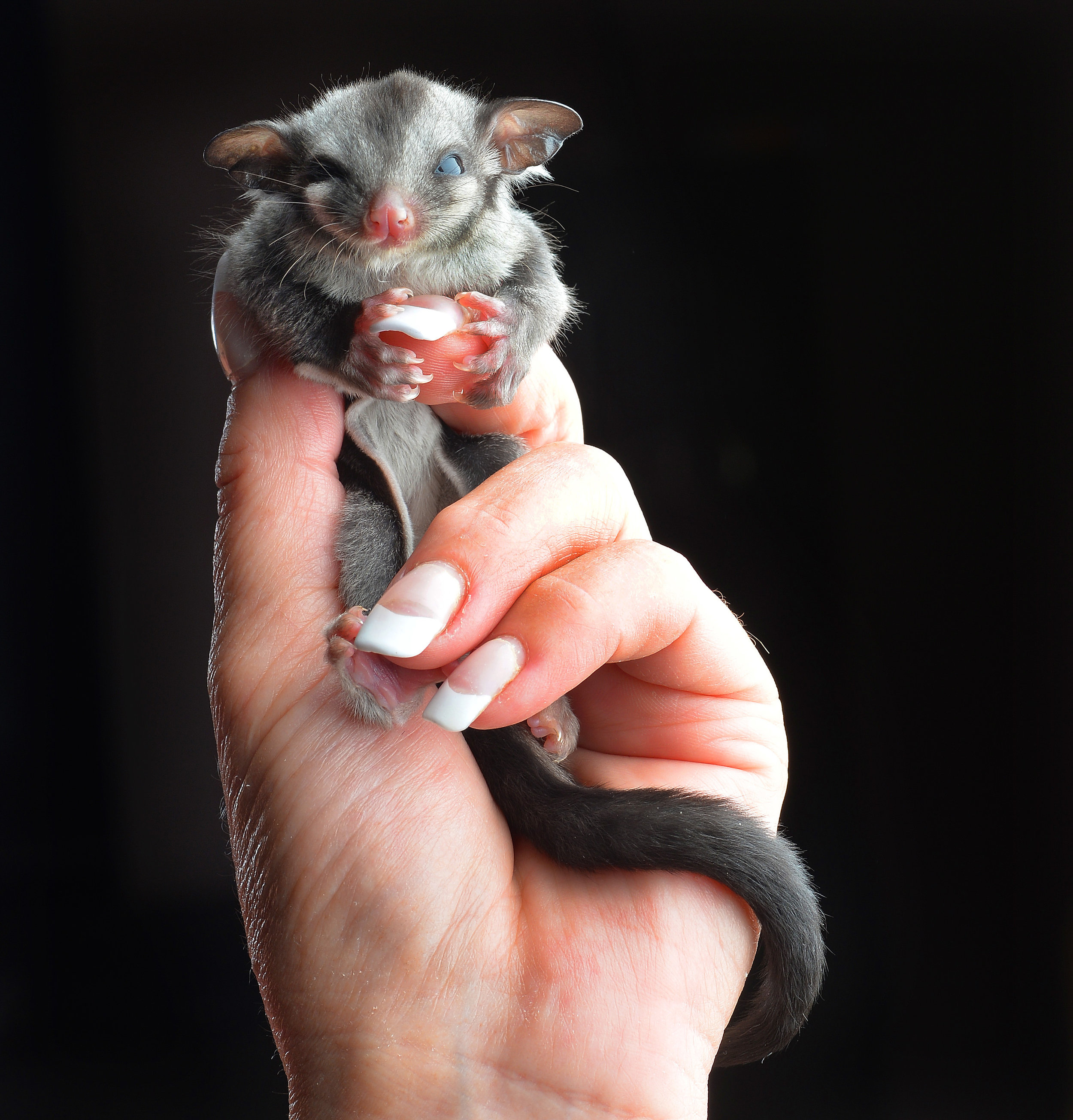 CHP_Export_53330028_%27%27 Sugar %27%27 the sugar glider possum   cools down at the Wild about Wildlife.jpg