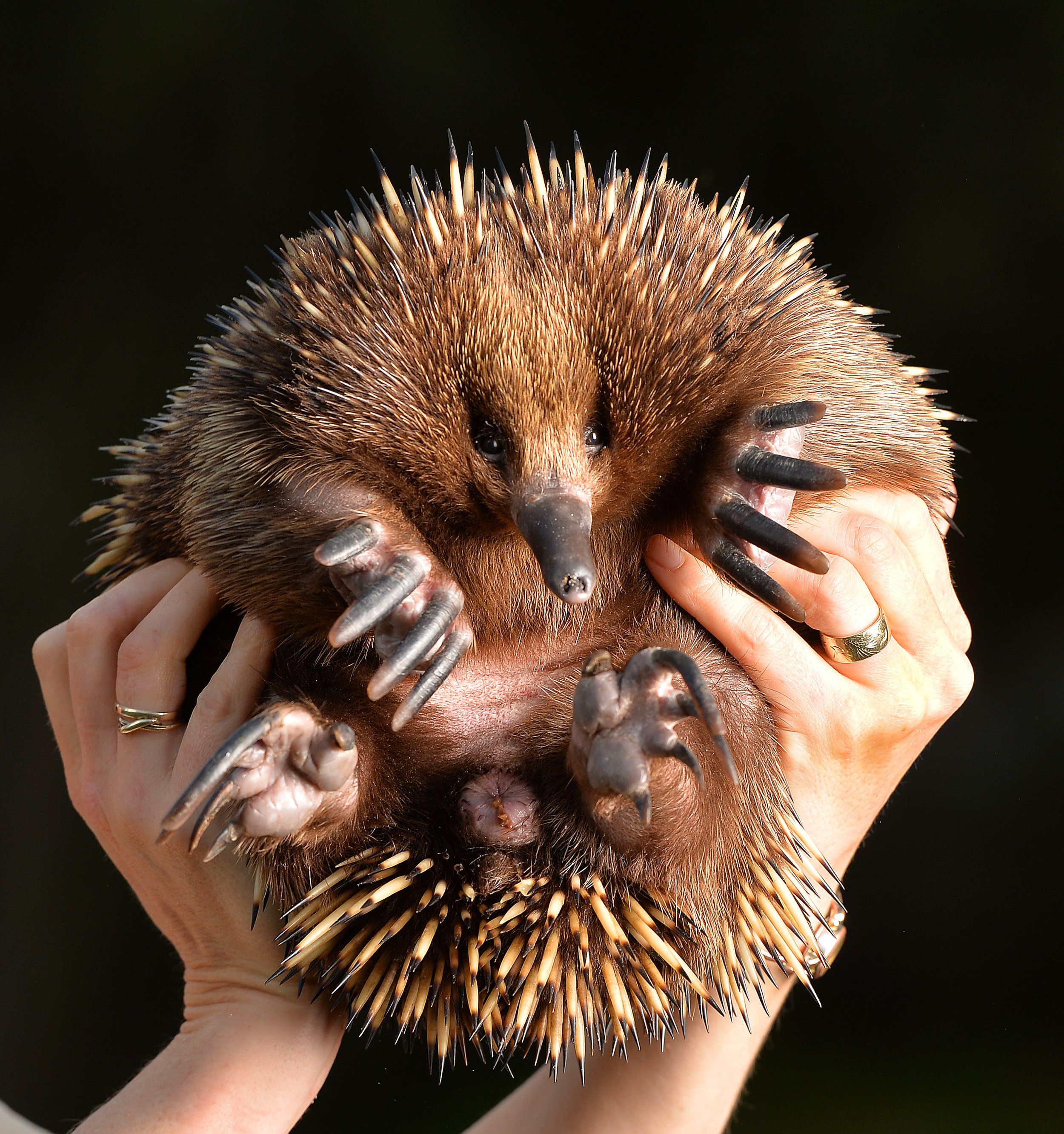 CHP_Export_116430214_Eastern Bar Bandicoot and a Feather Tailed Glider being hand fed by Regan p.jpg