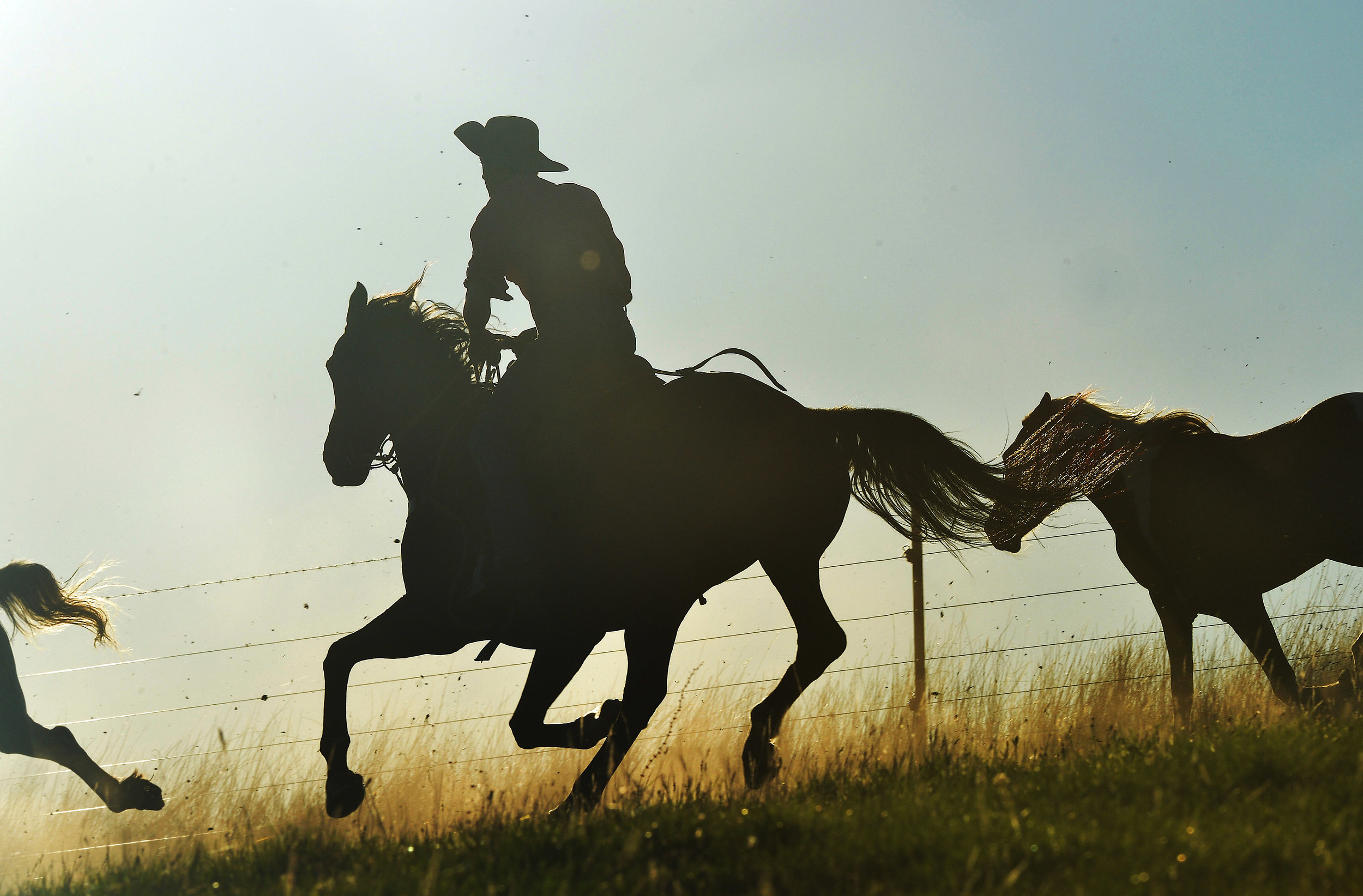 CHP_Export_3196700_Brumby muster near Benambra High Country Horses..jpg