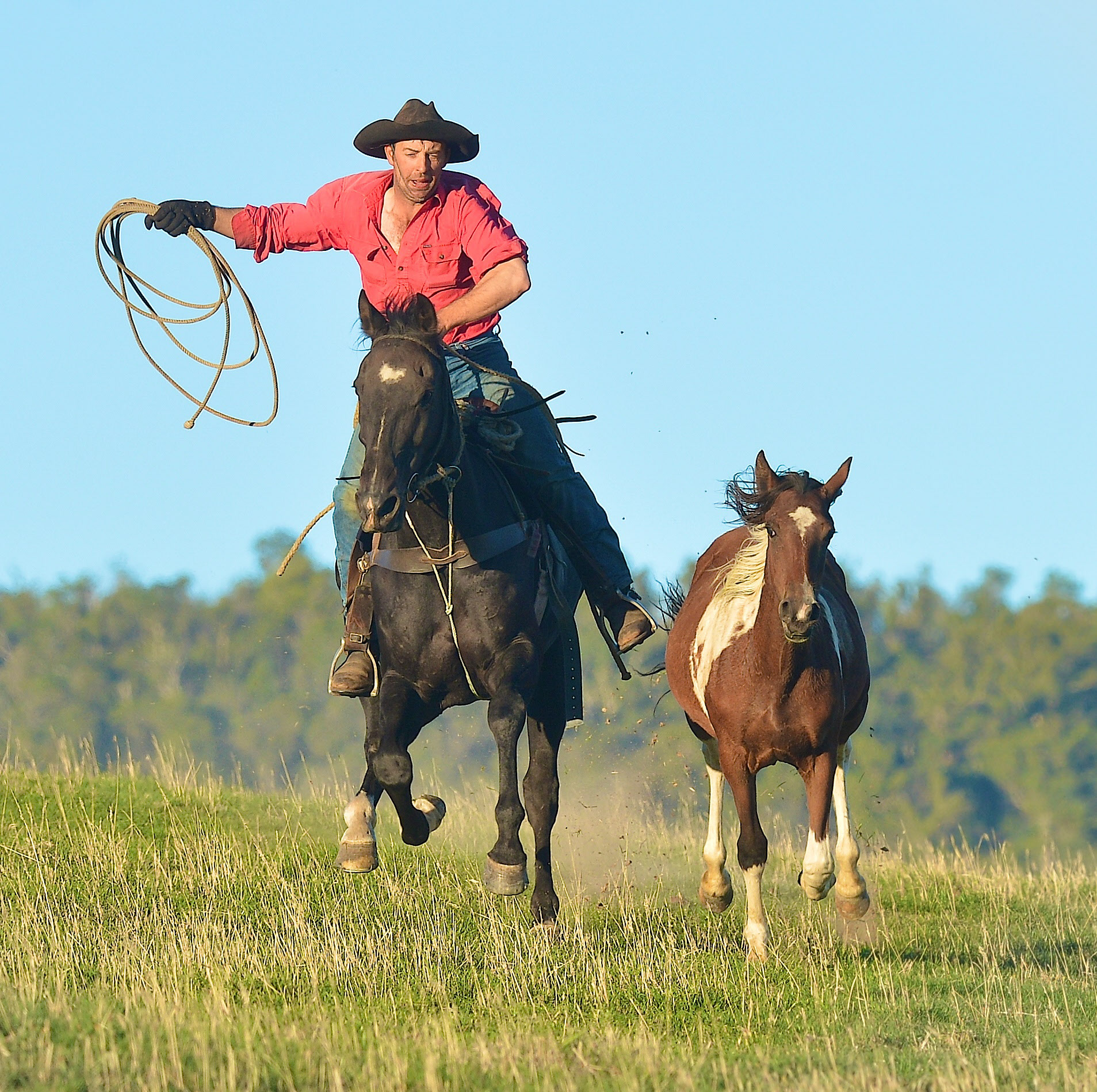 CHP_Export_3224296_Brumby muster near Benambra High Country Horses..jpg