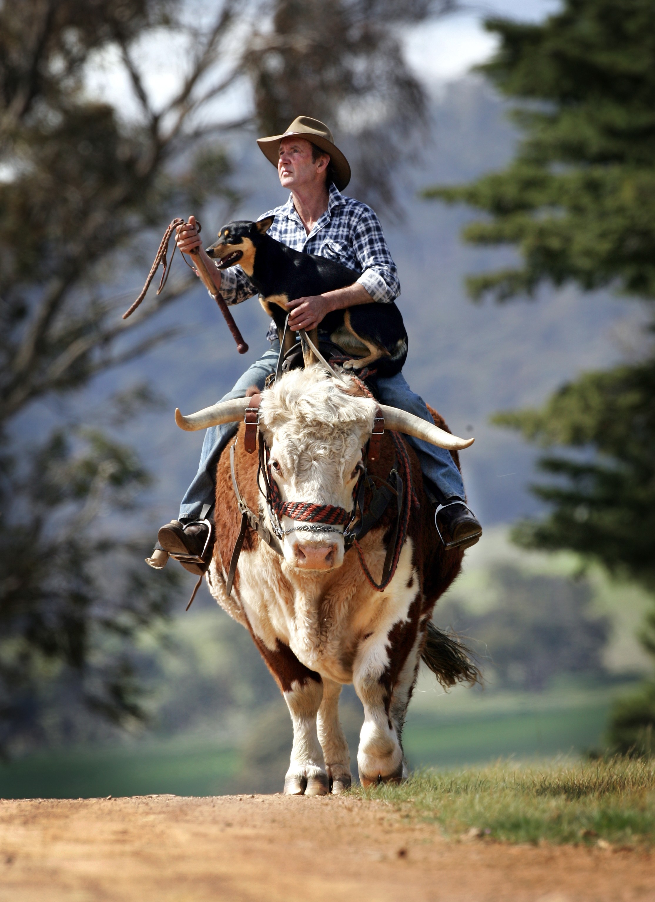 CHP_Export_61609263_John Lovick rides his favourite bullock Johnny with dog Coe in the high Coun.jpg