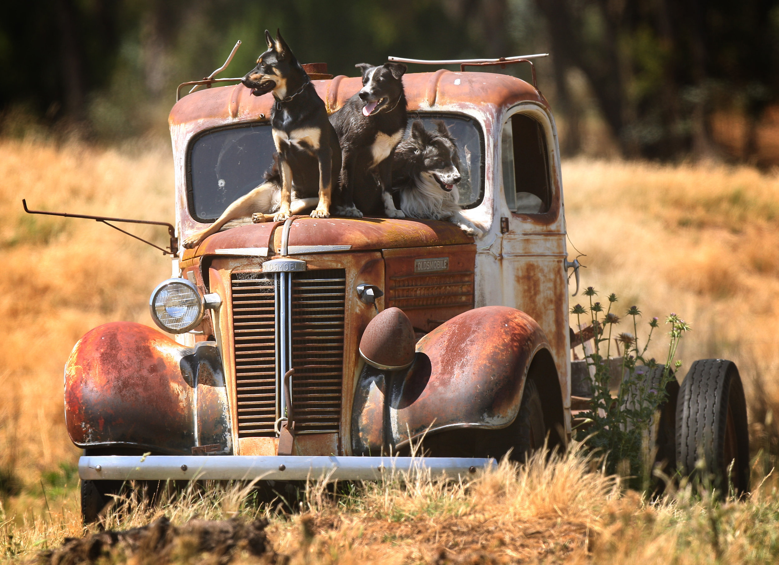 CHP_Export_65168202_HS25  I%27m sure they went this way Sheep dogs on old truck..jpg