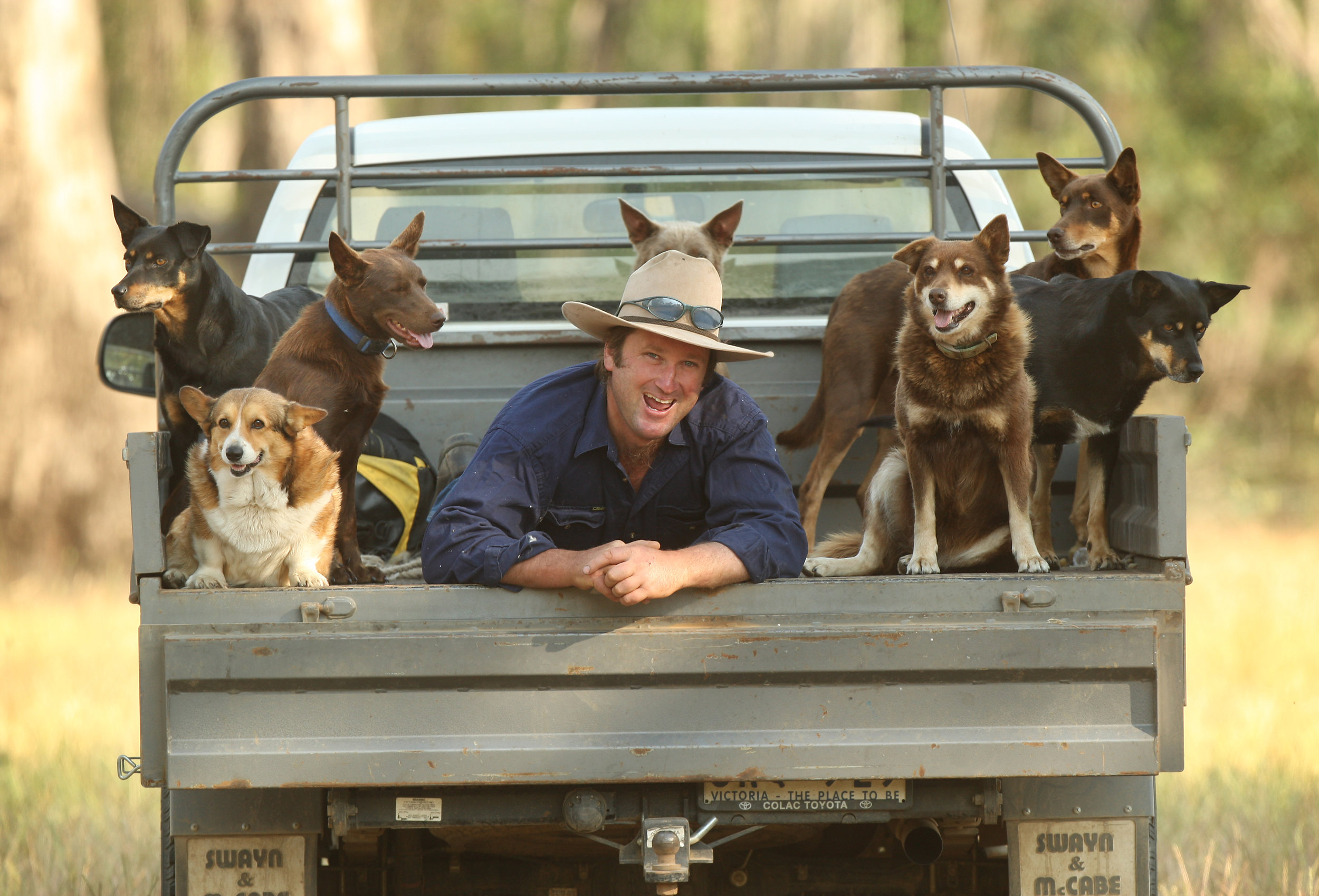 CHP_Export_65208195_Duncan Barber with his working dogs on his ute..jpg