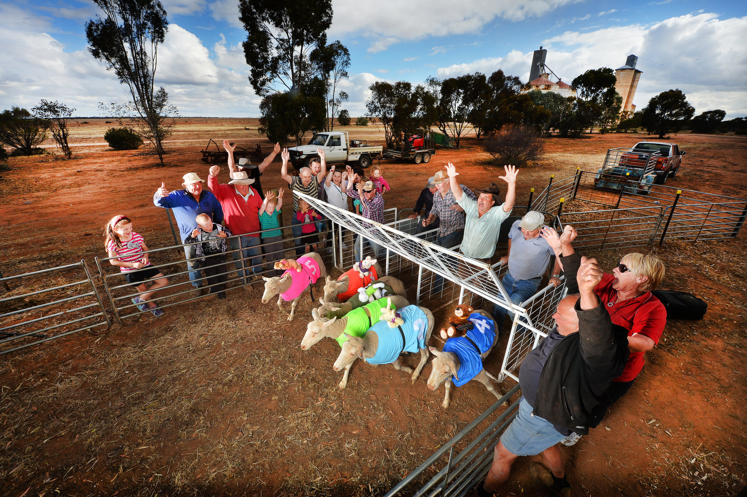 CHP_Export_97913159_HS25 Sheep race at Patchewollock.PictureRob Leeson.jpg