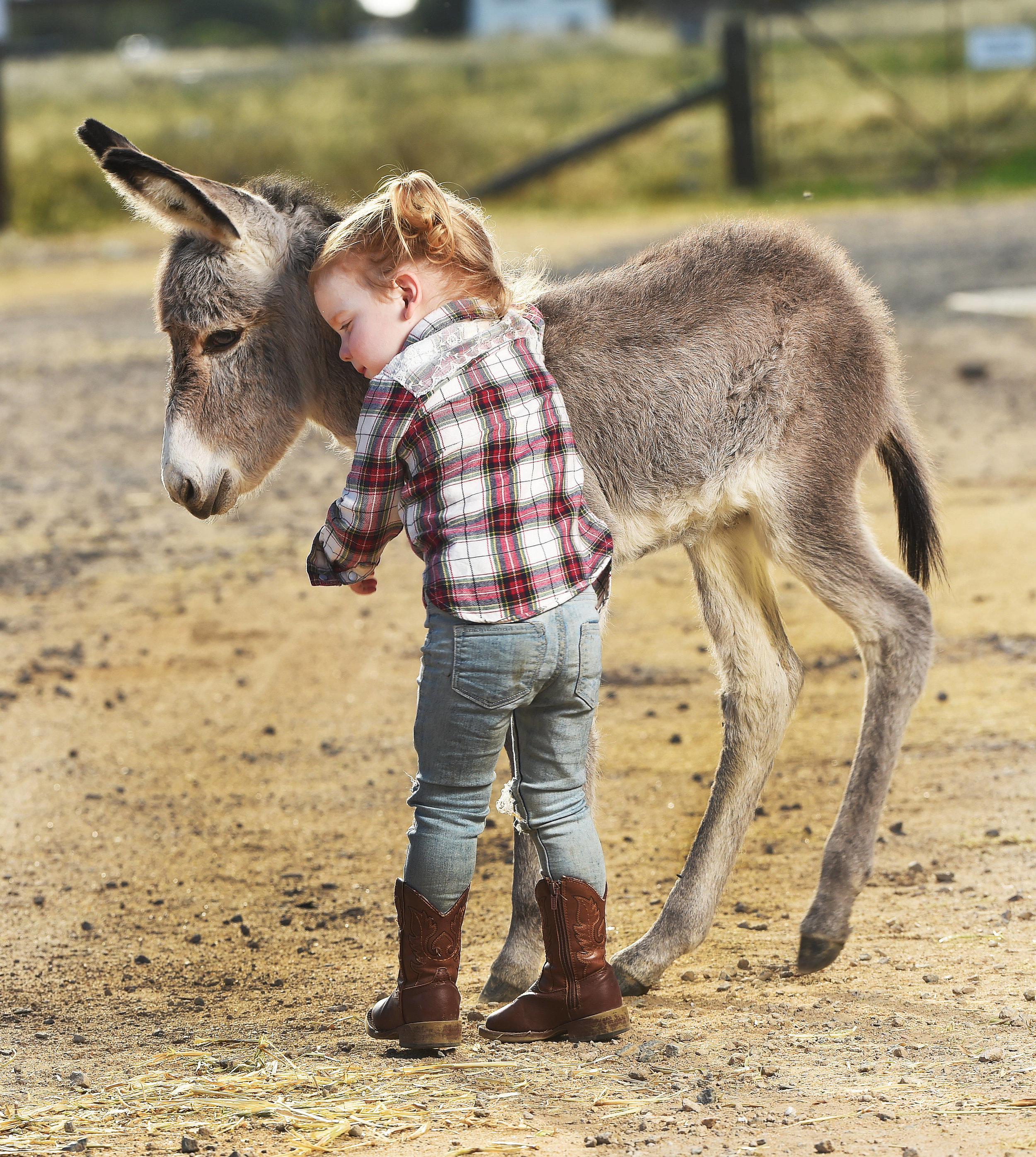 CHP_Export_147438236_Isabella Sherriff 2  holds a 4 day old Baby donkey Claire who  was born to.jpg