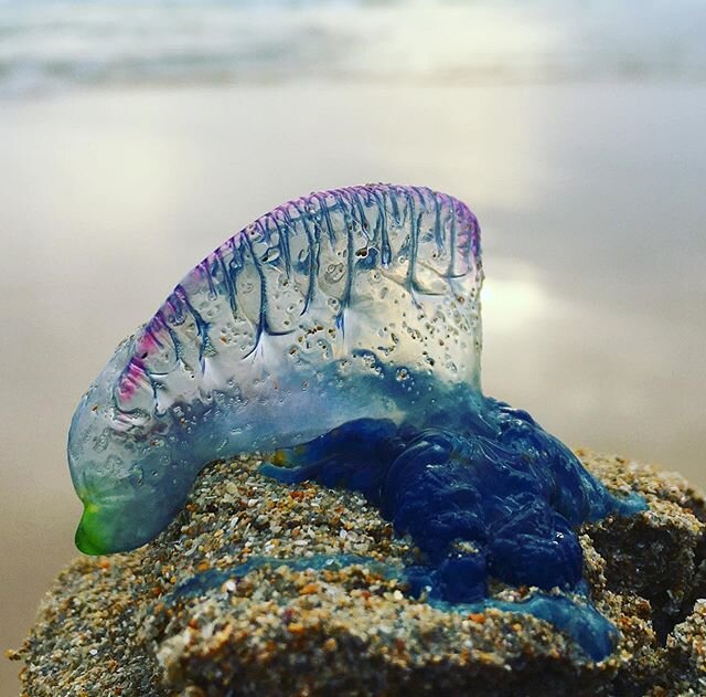 Some sort of jellyfish at Venus Bay