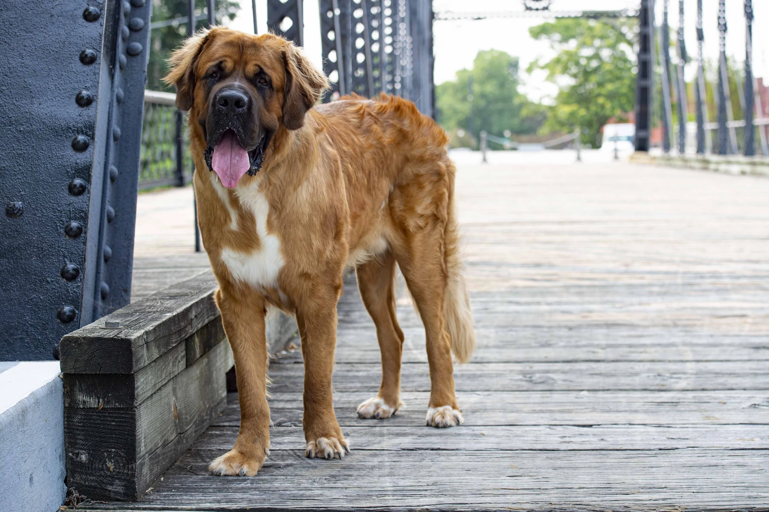 Pet Photography — City Dweller Photography