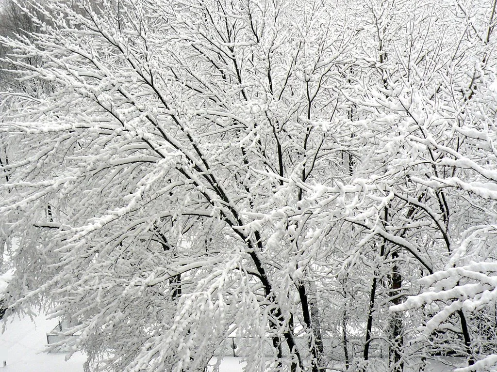snow-in-april-1374818.jpg