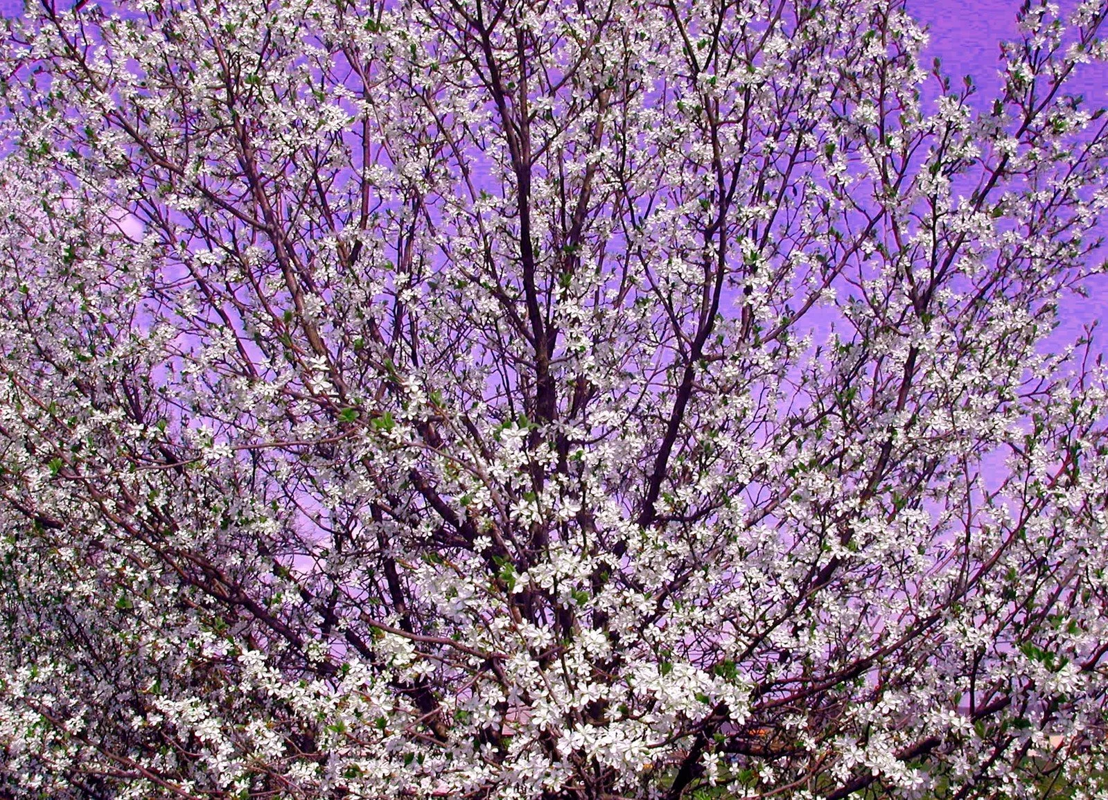 spring-in-my-country-1403422.jpg