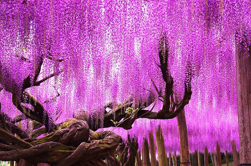 wisteria-tree.jpg