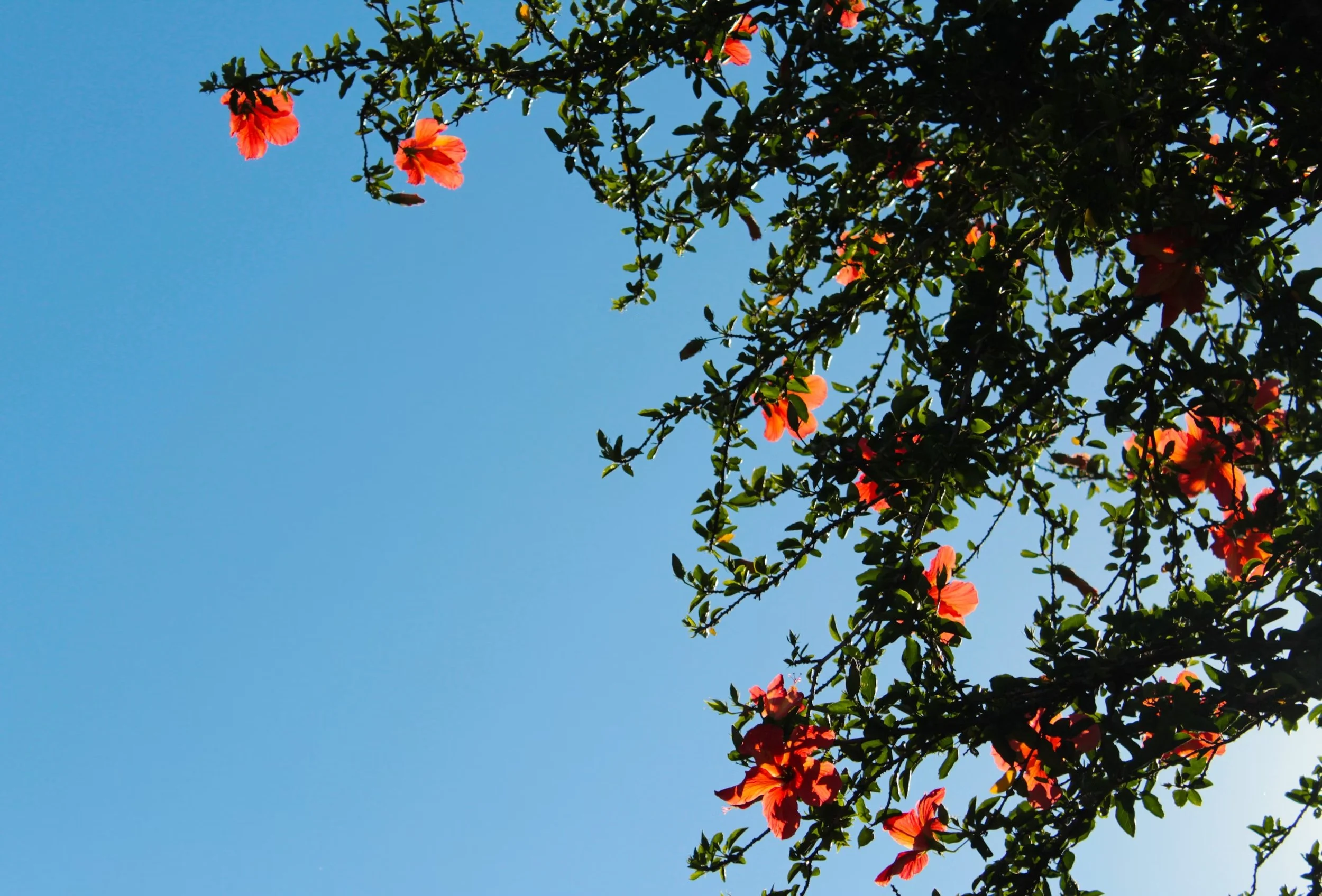Poppy Tree and Blue Sky.jpg