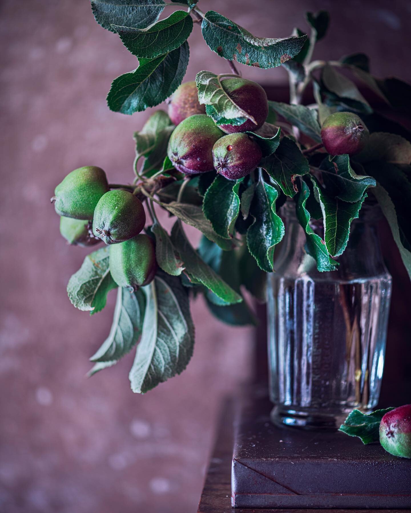 Summer heritage apples- not yet ripe and sweltering in this heat. I love the green and purple vibrance of these and felt like a pig in mud, flower and foliage foraging at @thebluepotager&rsquo;s gorgeous little botanical oasis. Thankyou for the littl