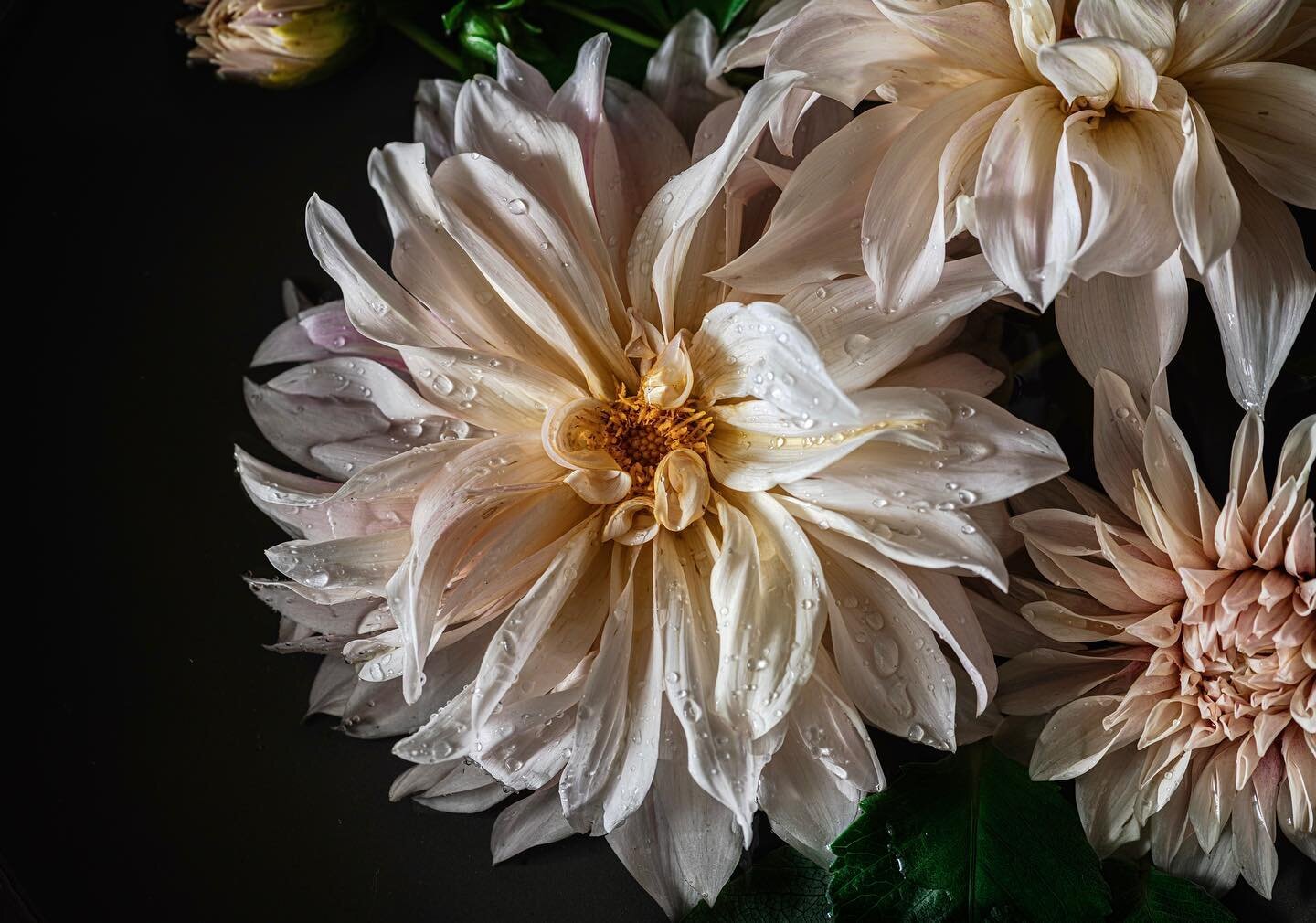 Dahlias and droplets.
Not sugar, or cake or baking - just a little play with some cafe au lait dahlias from the garden .The colours and textures of these always bring joy, I mean how lovely is this bloom. Complete with bugs and faults. 
Am taking a l