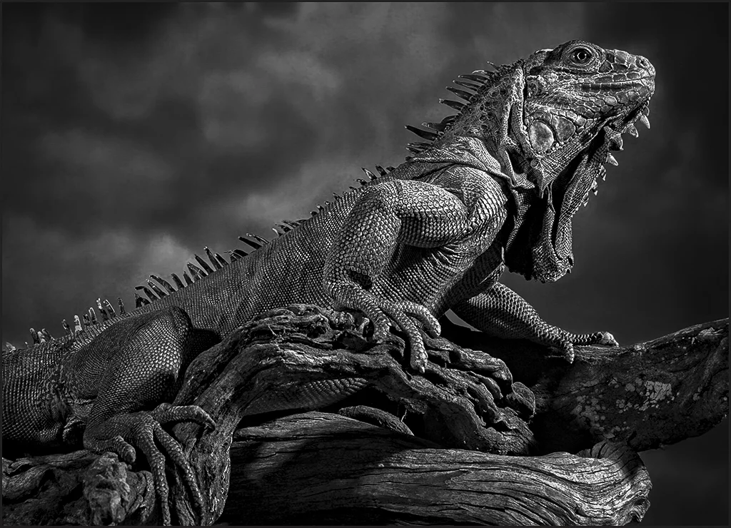 2125 PERCHED PREHISTORICALLY.JPG