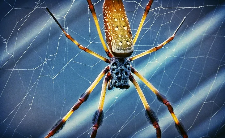 Face Your Fears - A Series