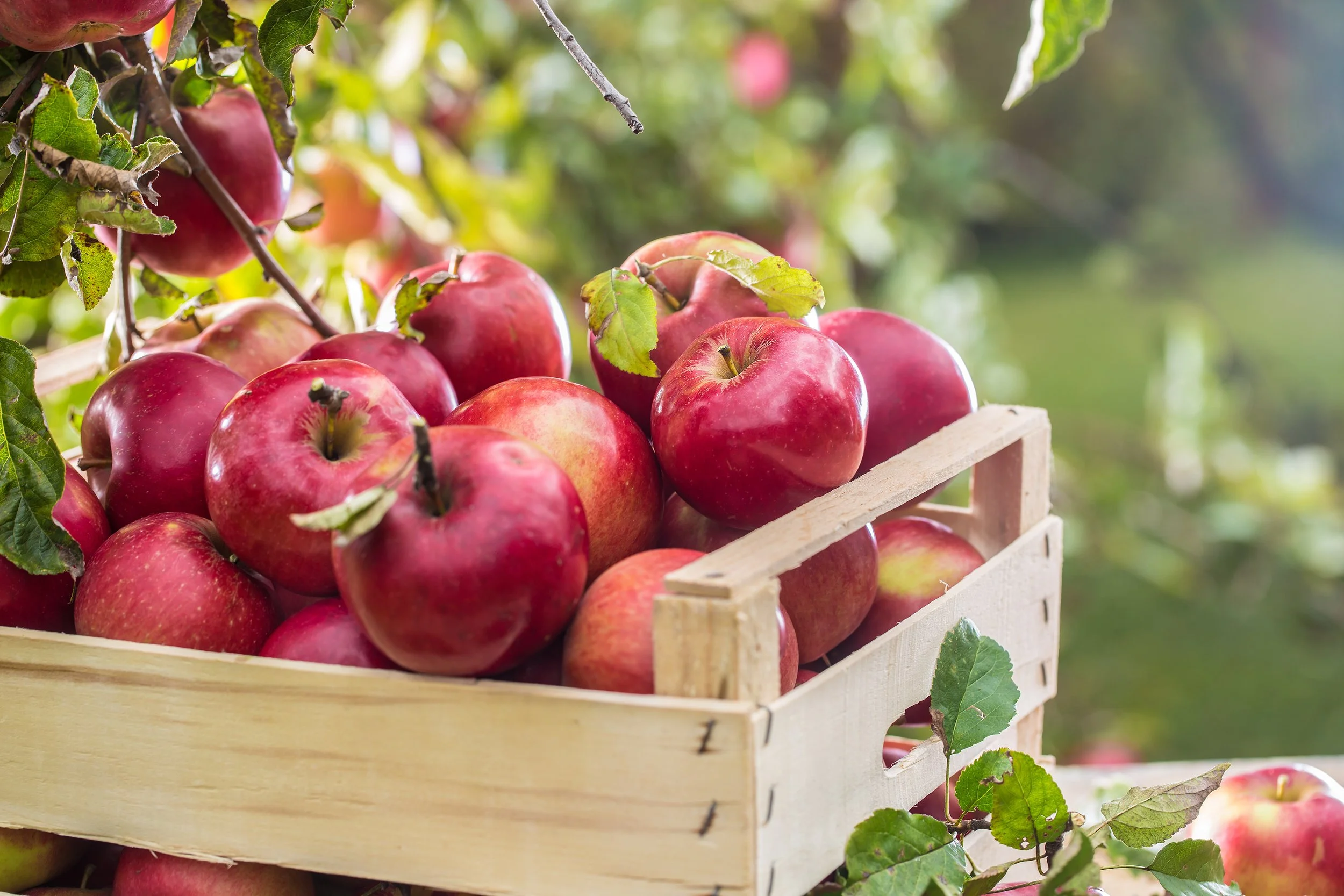 Apple Annie's Trip
